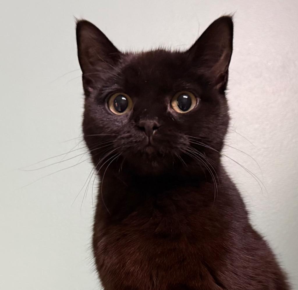 Ember, Adoptable, Young Female Domestic Short Hair.