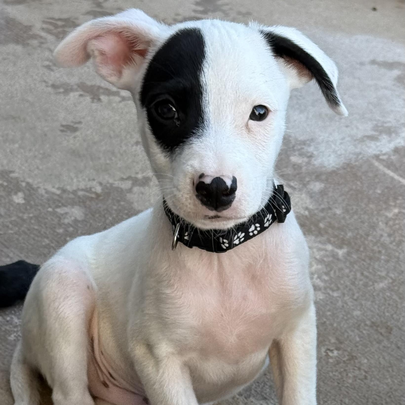 Enlarge Noodles (Carb Litter), a Adoptable mixed breed in San Diego, CA image 3/3