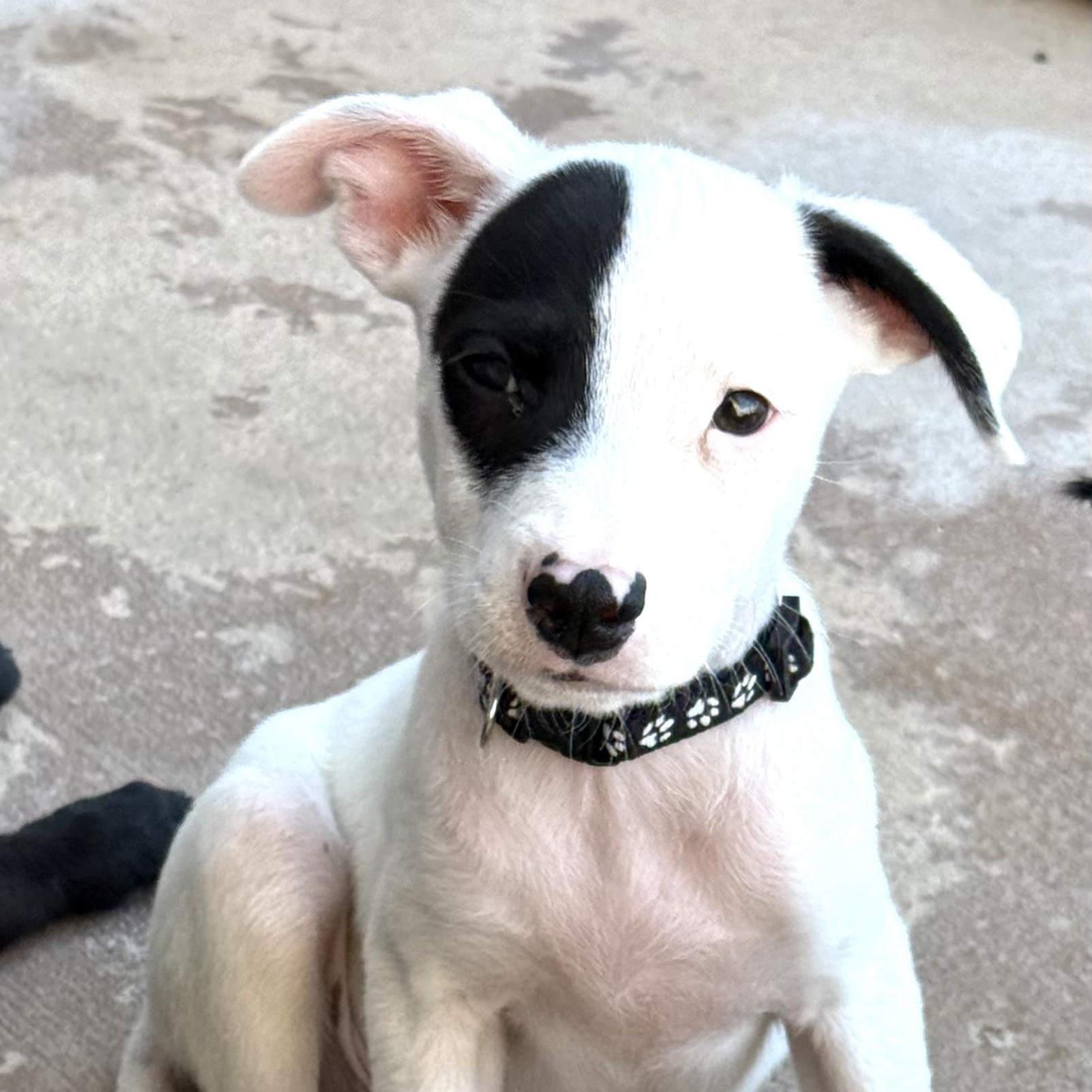 Noodles (Carb Litter), Adoptable, Puppy Male Labrador Retriever.