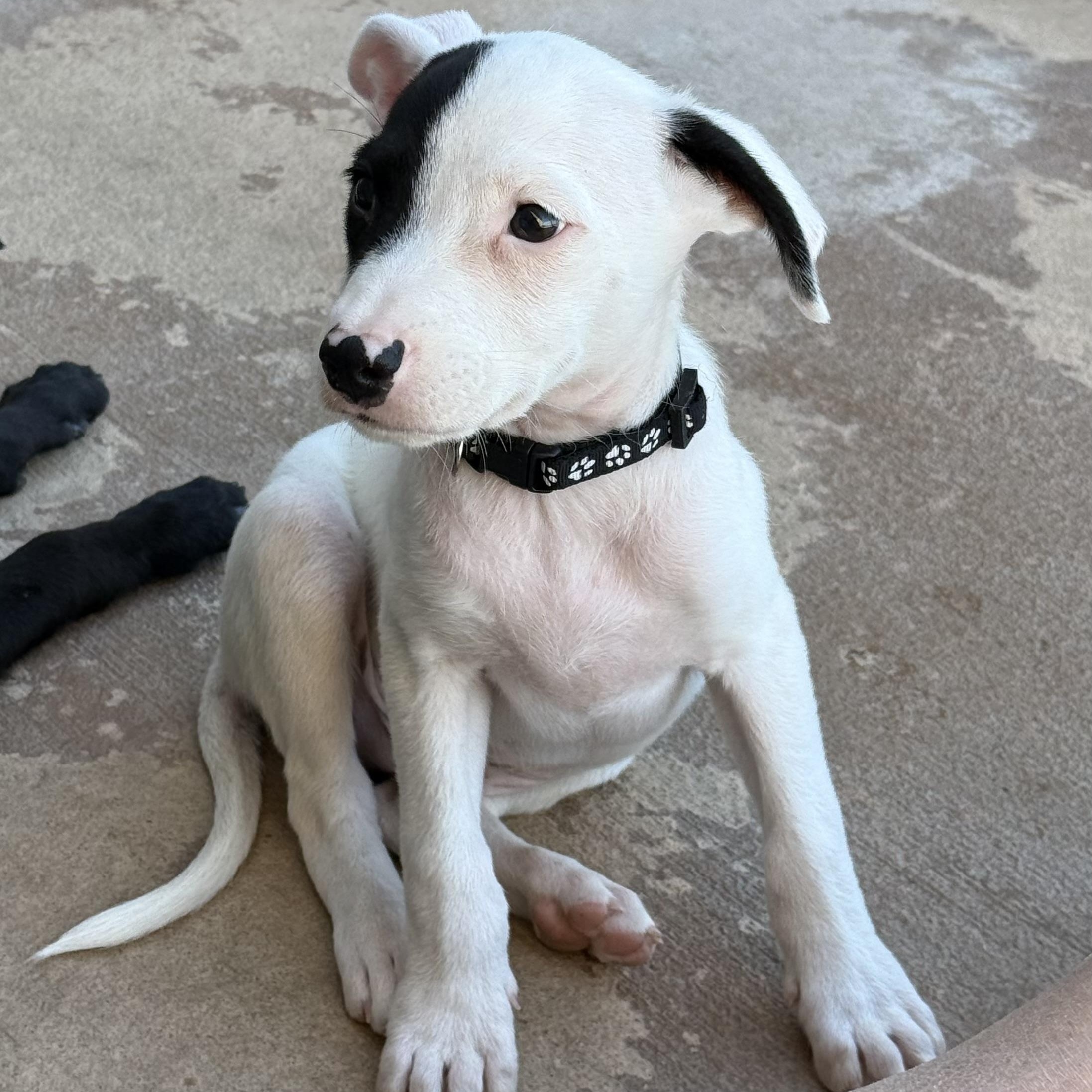 Enlarge Noodles (Carb Litter), a Adoptable mixed breed in San Diego, CA image 2/3