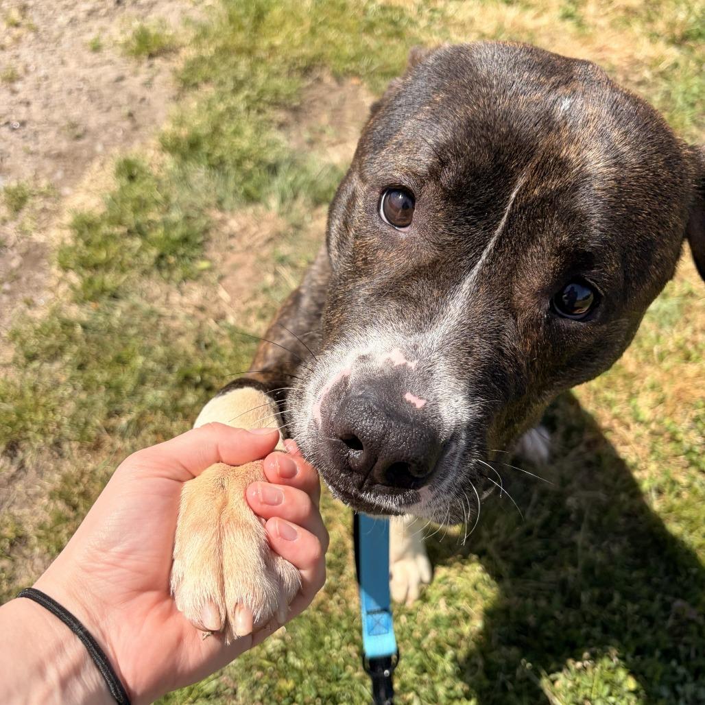 Enlarge Ducky, a Adoptable mixed breed in Franklin, NC image 1/6