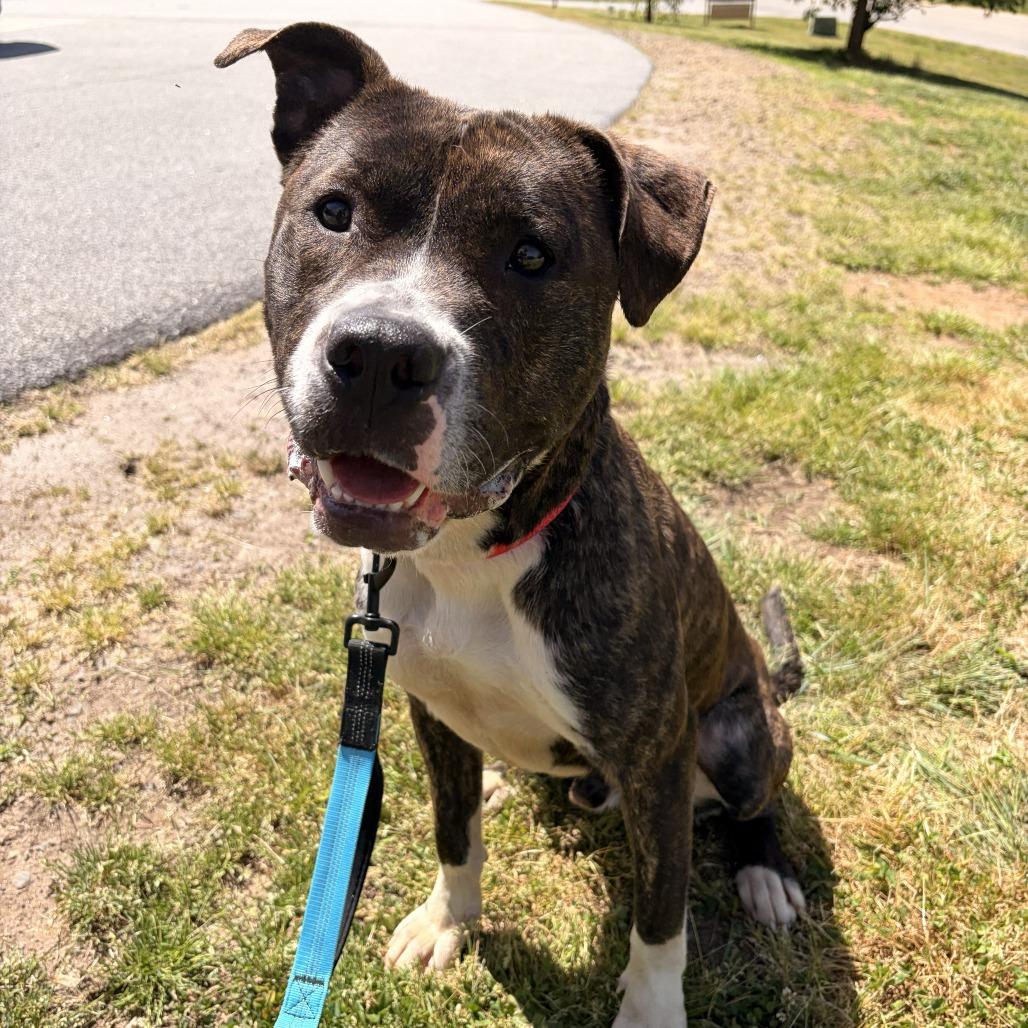 Enlarge Ducky, a Adoptable mixed breed in Franklin, NC image 2/6