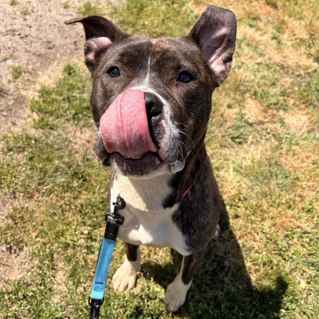 Enlarge Ducky, a Adoptable mixed breed in Franklin, NC image 3/6