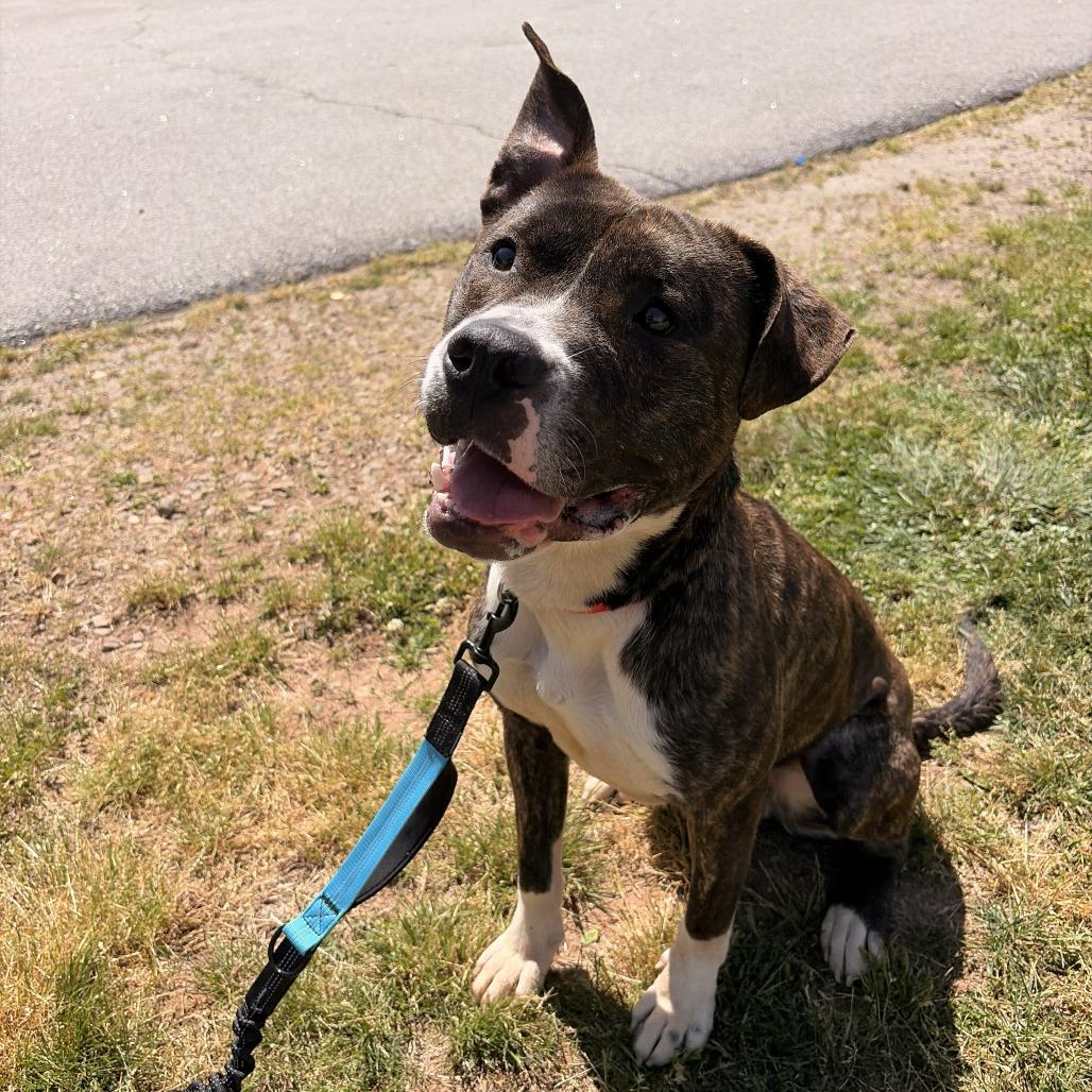 Enlarge Ducky, a Adoptable mixed breed in Franklin, NC image 4/6