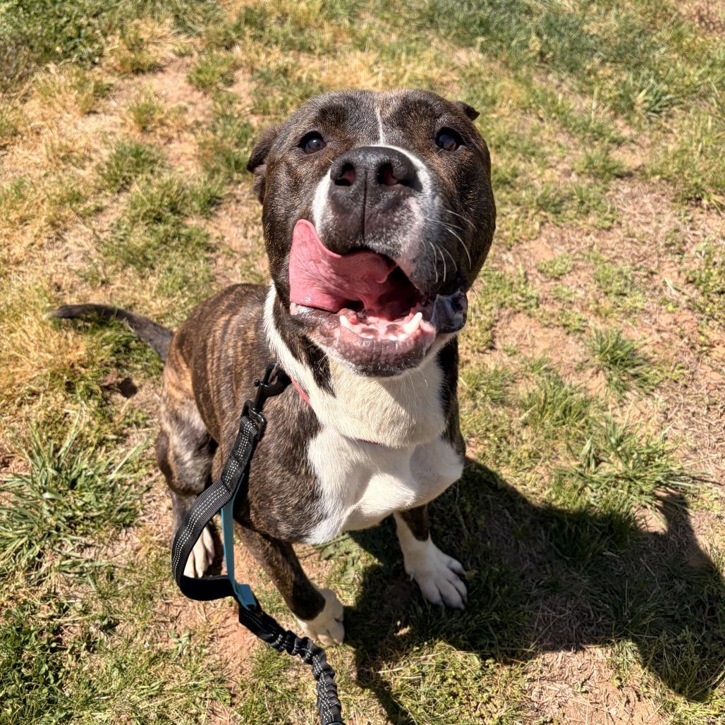 Enlarge Ducky, a Adoptable mixed breed in Franklin, NC image 5/6