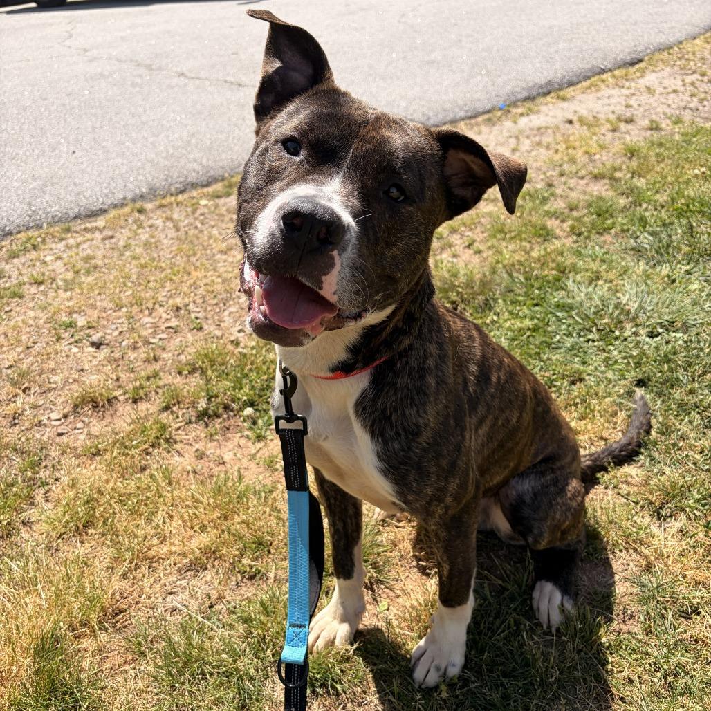 Enlarge Ducky, a Adoptable mixed breed in Franklin, NC image 6/6