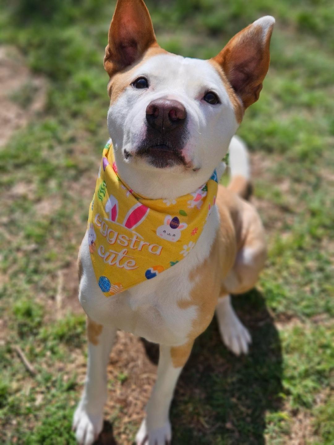 Enlarge Rudy, a Adoptable mixed breed in Lafayette, LA image 6/6