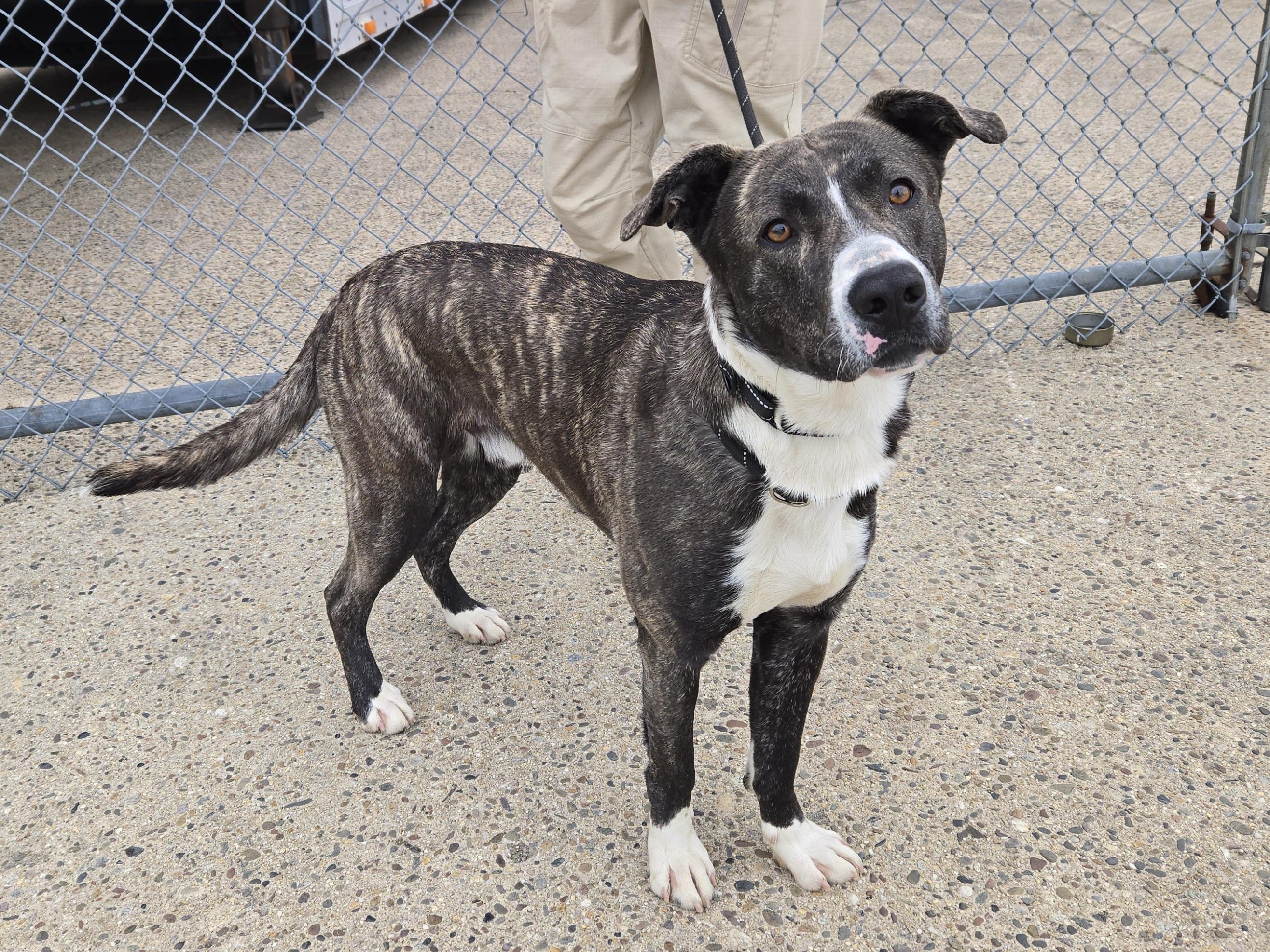 Enlarge Slip, a ADOPTABLE Plott Hound in Trenton, NJ image 2/3