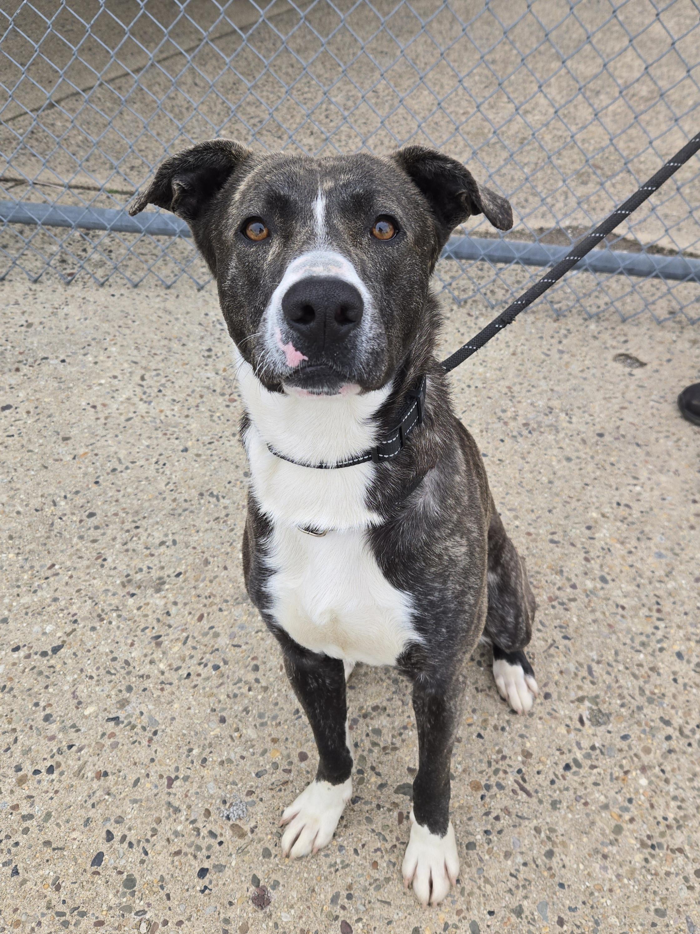 Enlarge Slip, a ADOPTABLE Plott Hound in Trenton, NJ image 1/3