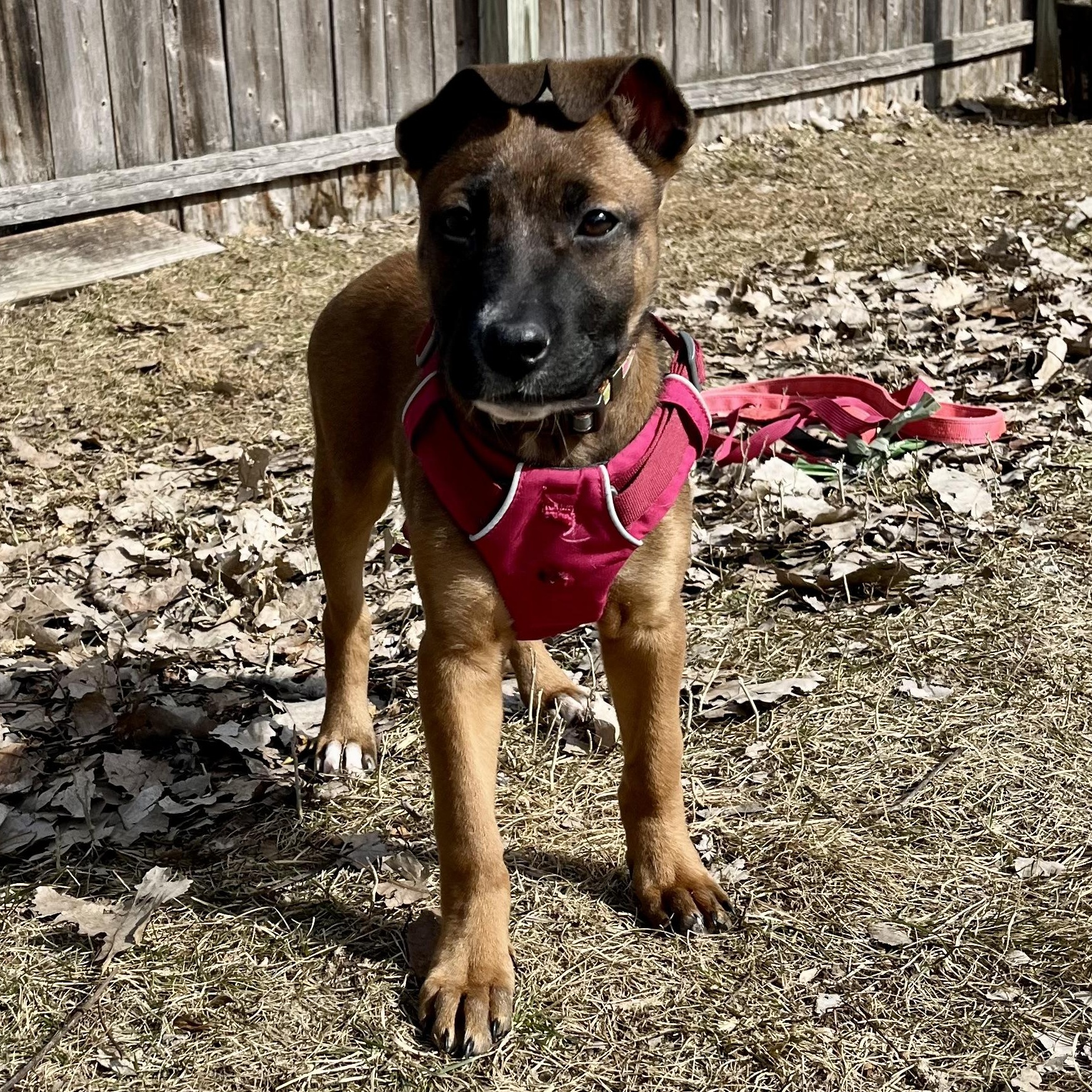 Enlarge Boots, an adopted mixed breed in Detroit, MI image 6/6
