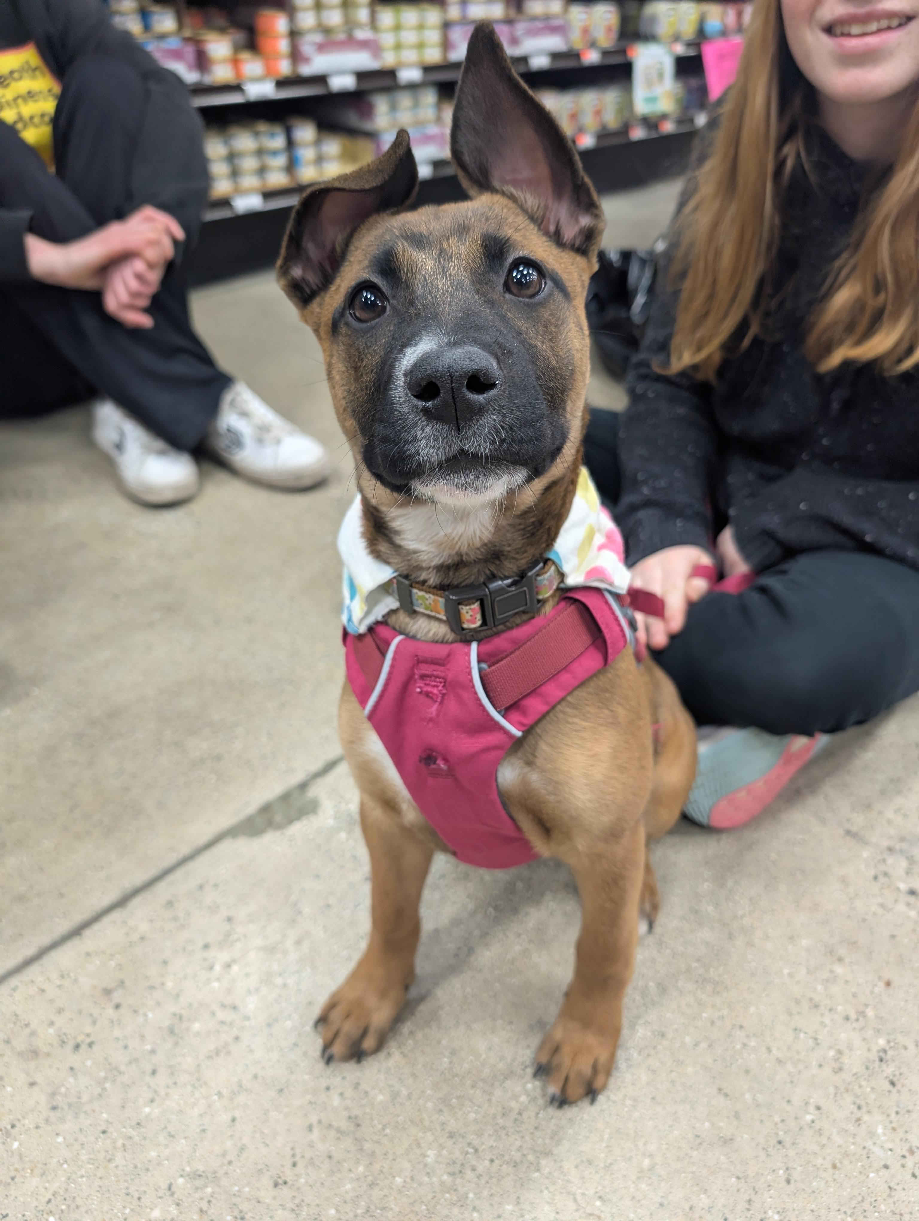 Enlarge Boots, an adopted mixed breed in Detroit, MI image 4/6