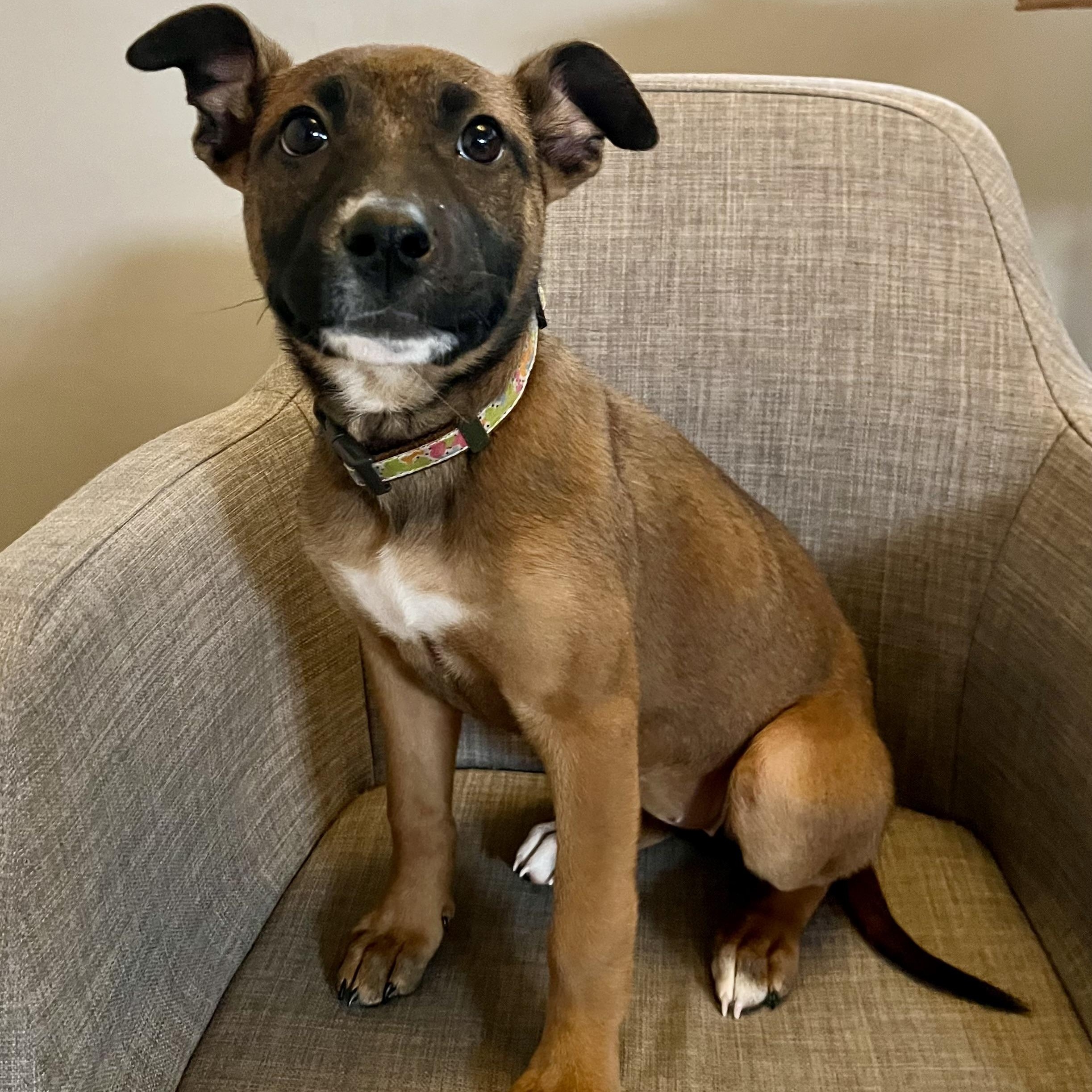 Enlarge Boots, an adopted mixed breed in Detroit, MI image 3/6
