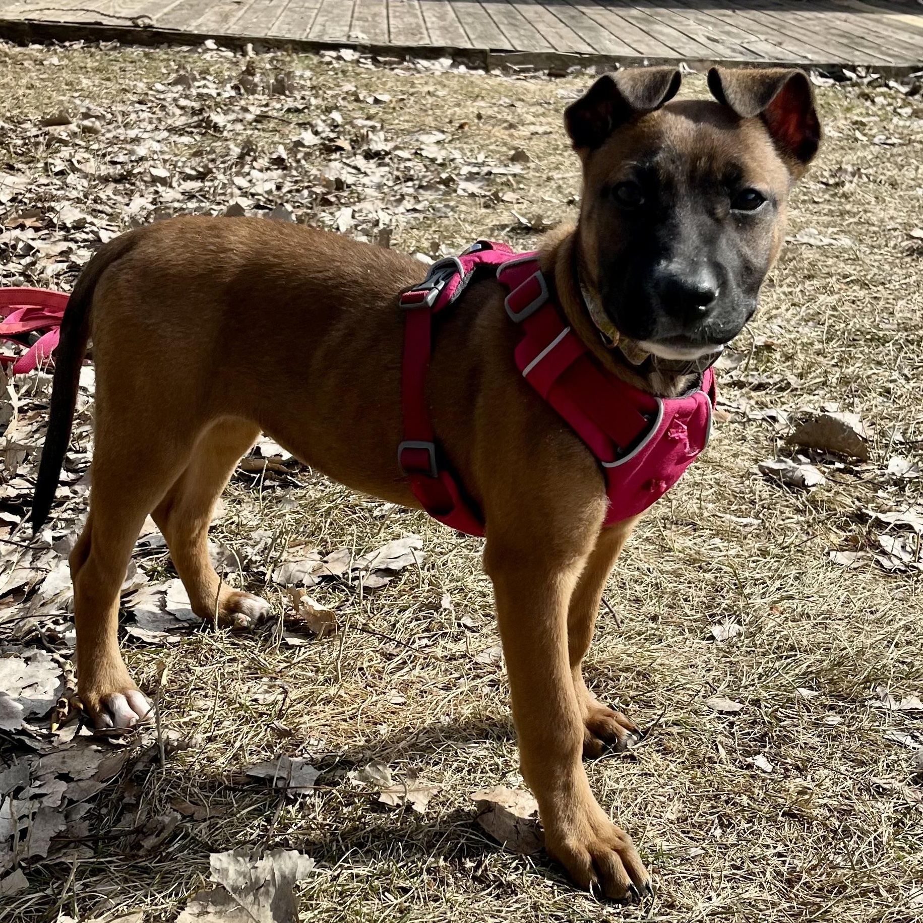 Enlarge Boots, an adopted mixed breed in Detroit, MI image 5/6