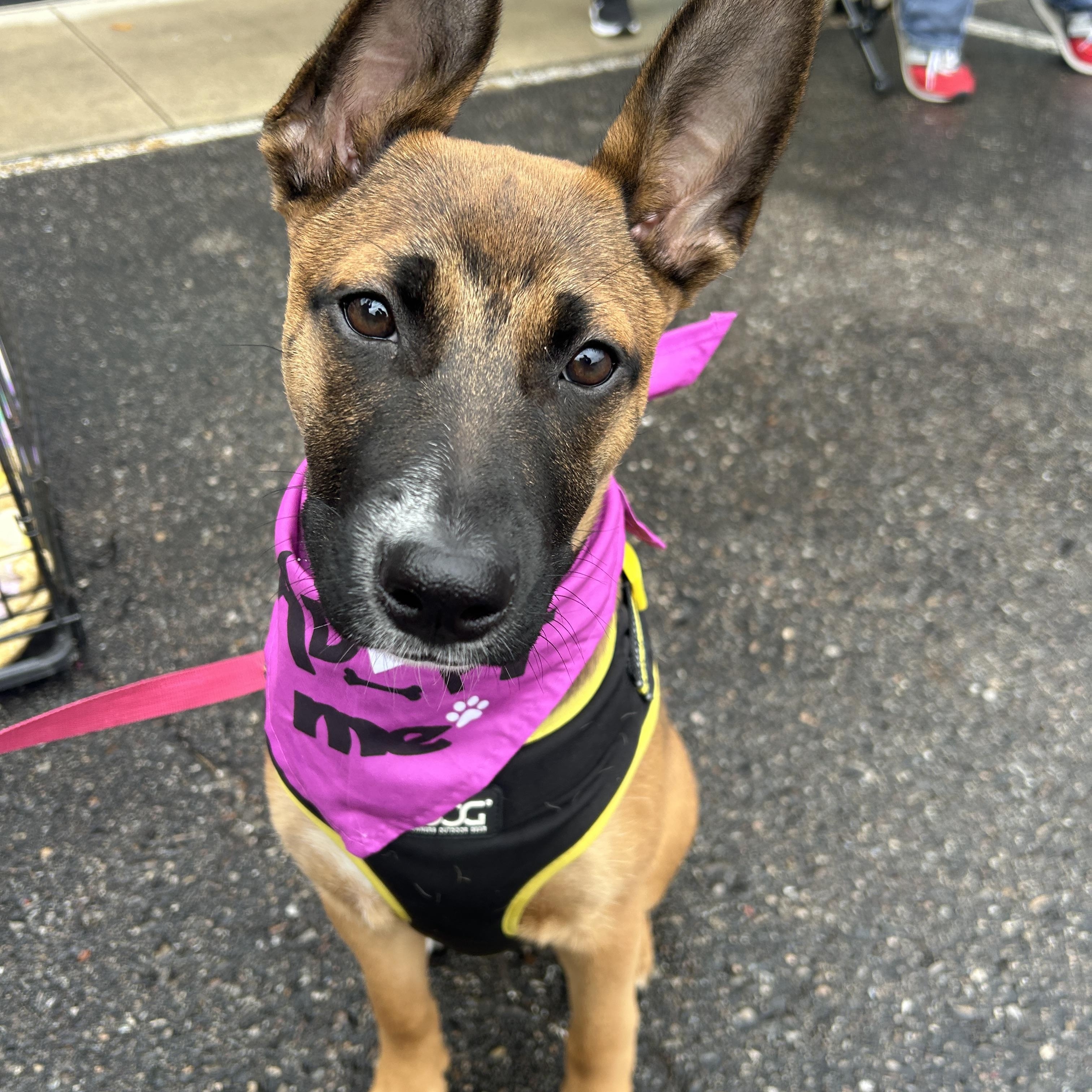 Enlarge Boots, an adopted mixed breed in Detroit, MI image 1/6