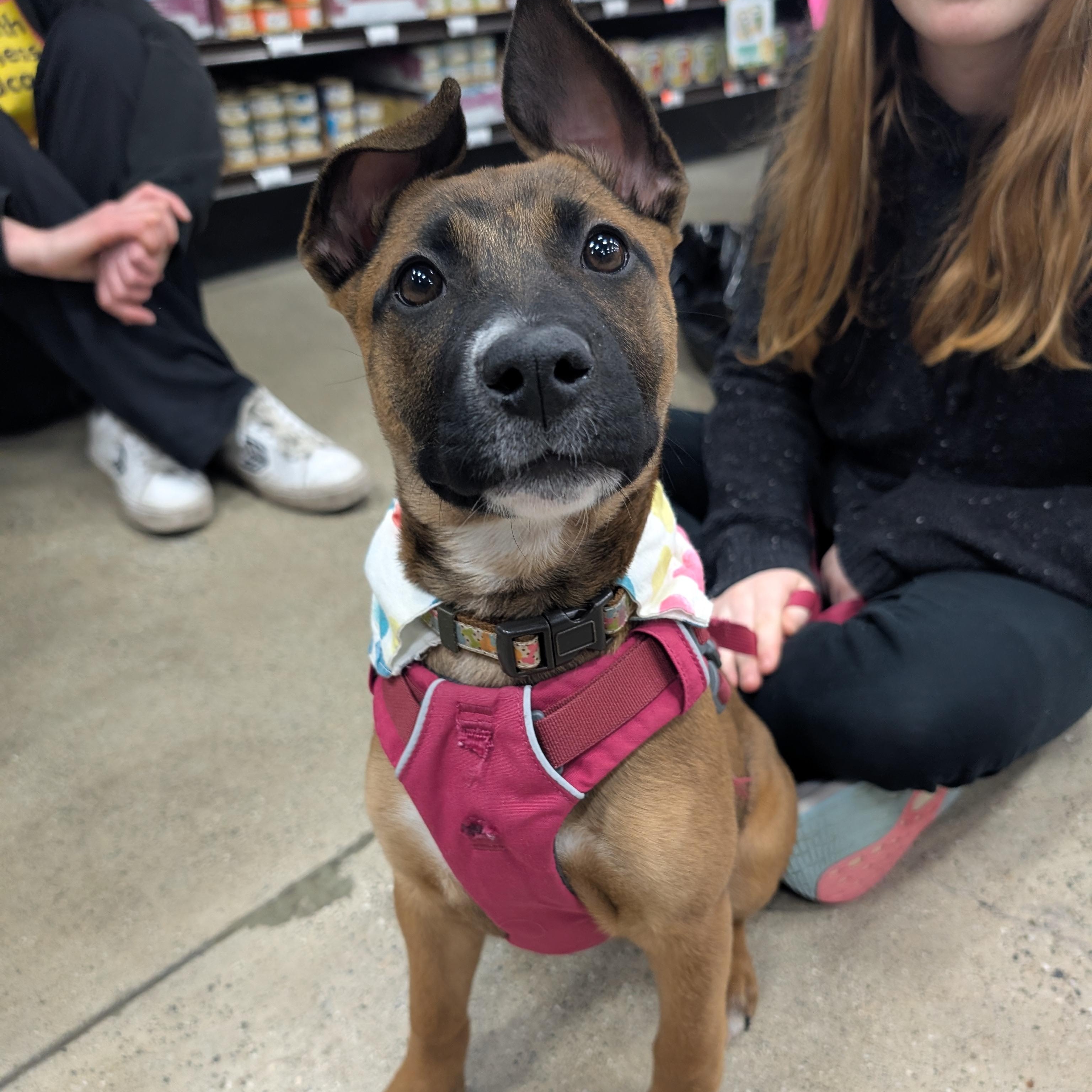 Enlarge Boots, an adopted mixed breed in Detroit, MI image 2/6