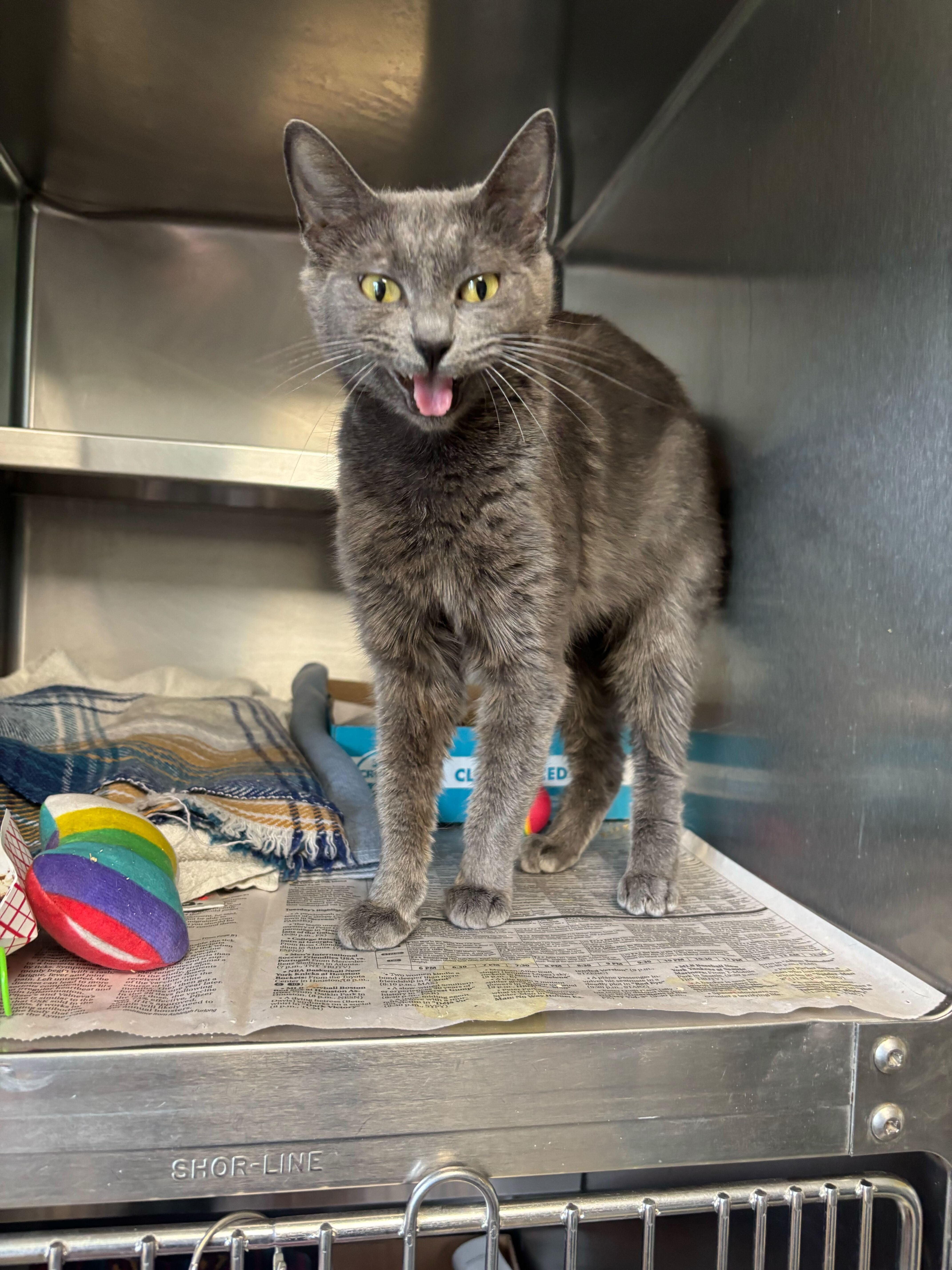 Enlarge Ducky, a ADOPTABLE Domestic Short Hair in Manchester, NH image 1/1