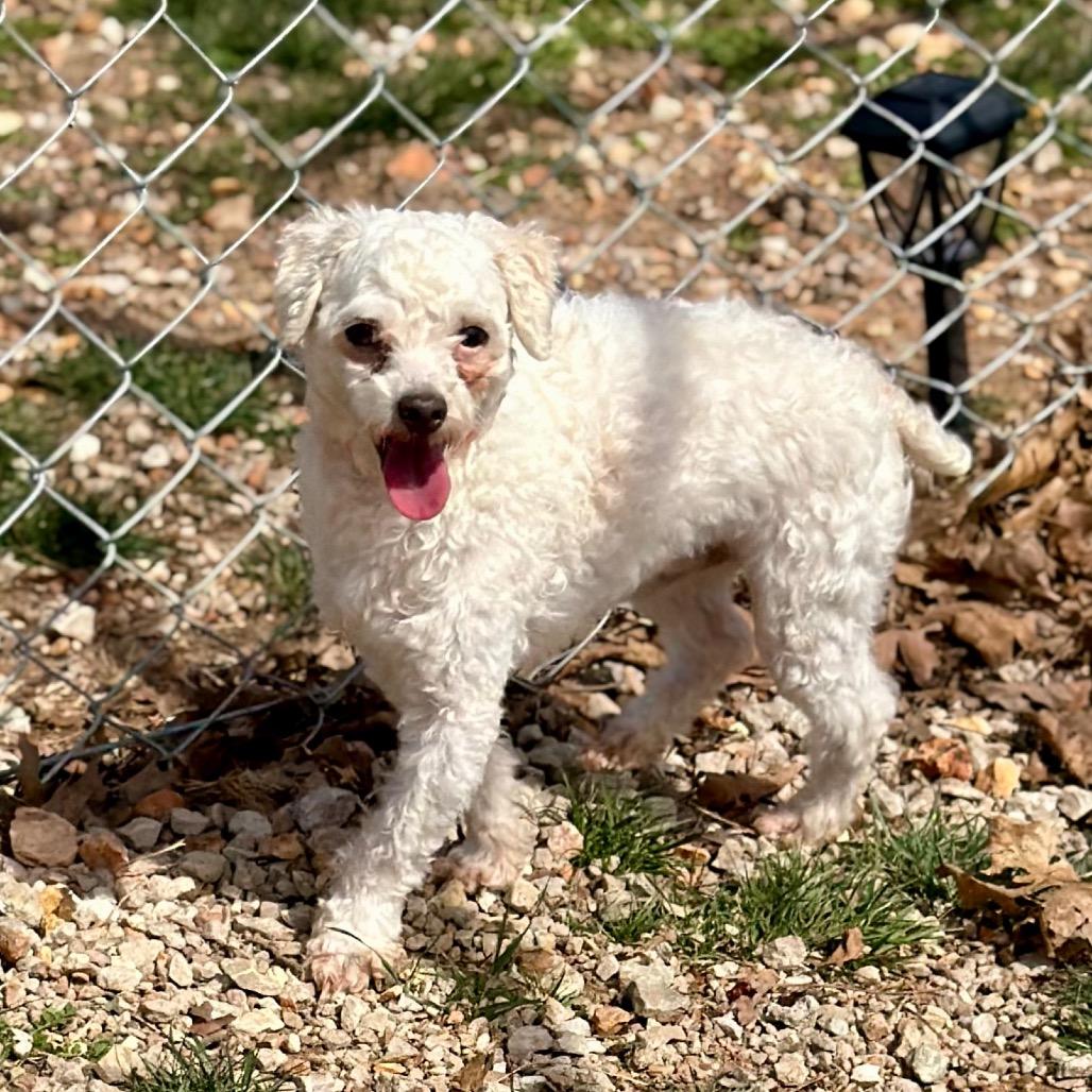 Enlarge Skipper - Missouri MR26-173, a Adoptable Poodle in Peyton, CO image 1/6