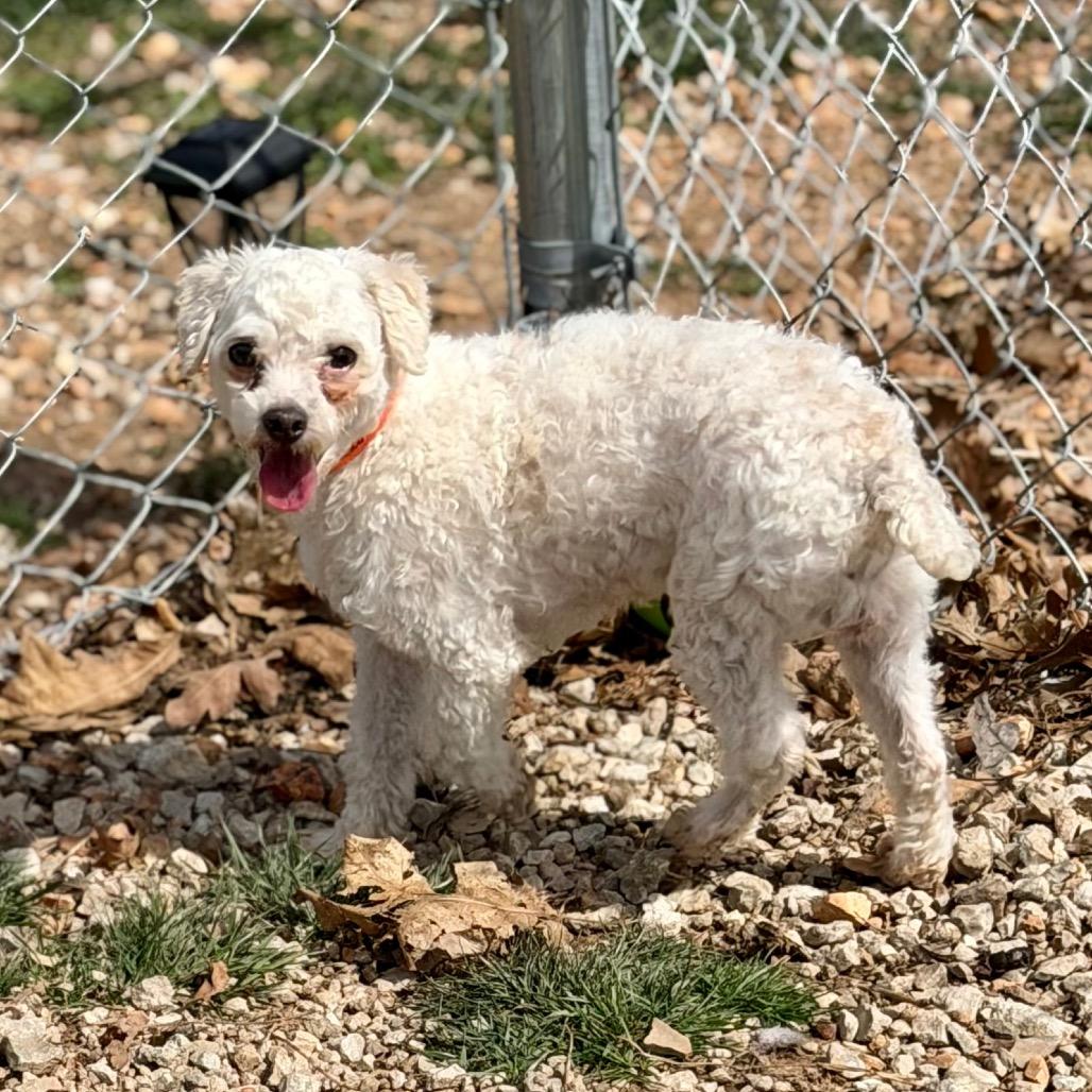 Enlarge Skipper - Missouri MR26-173, a Adoptable Poodle in Peyton, CO image 2/6