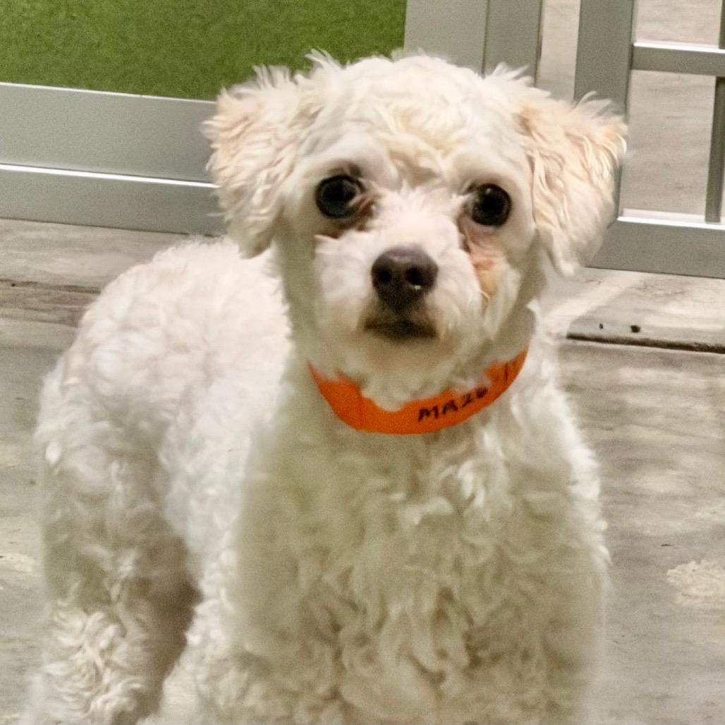 Enlarge Skipper - Missouri MR26-173, a Adoptable Poodle in Peyton, CO image 3/6