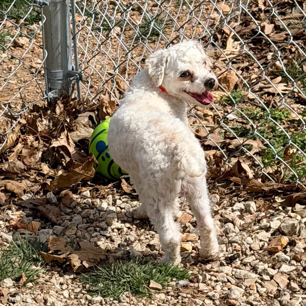 Enlarge Skipper - Missouri MR26-173, a Adoptable Poodle in Peyton, CO image 4/6
