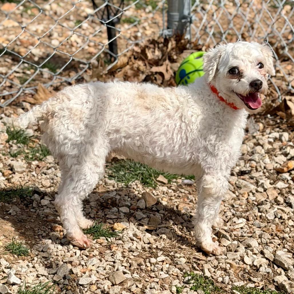 Enlarge Skipper - Missouri MR26-173, a Adoptable Poodle in Peyton, CO image 5/6