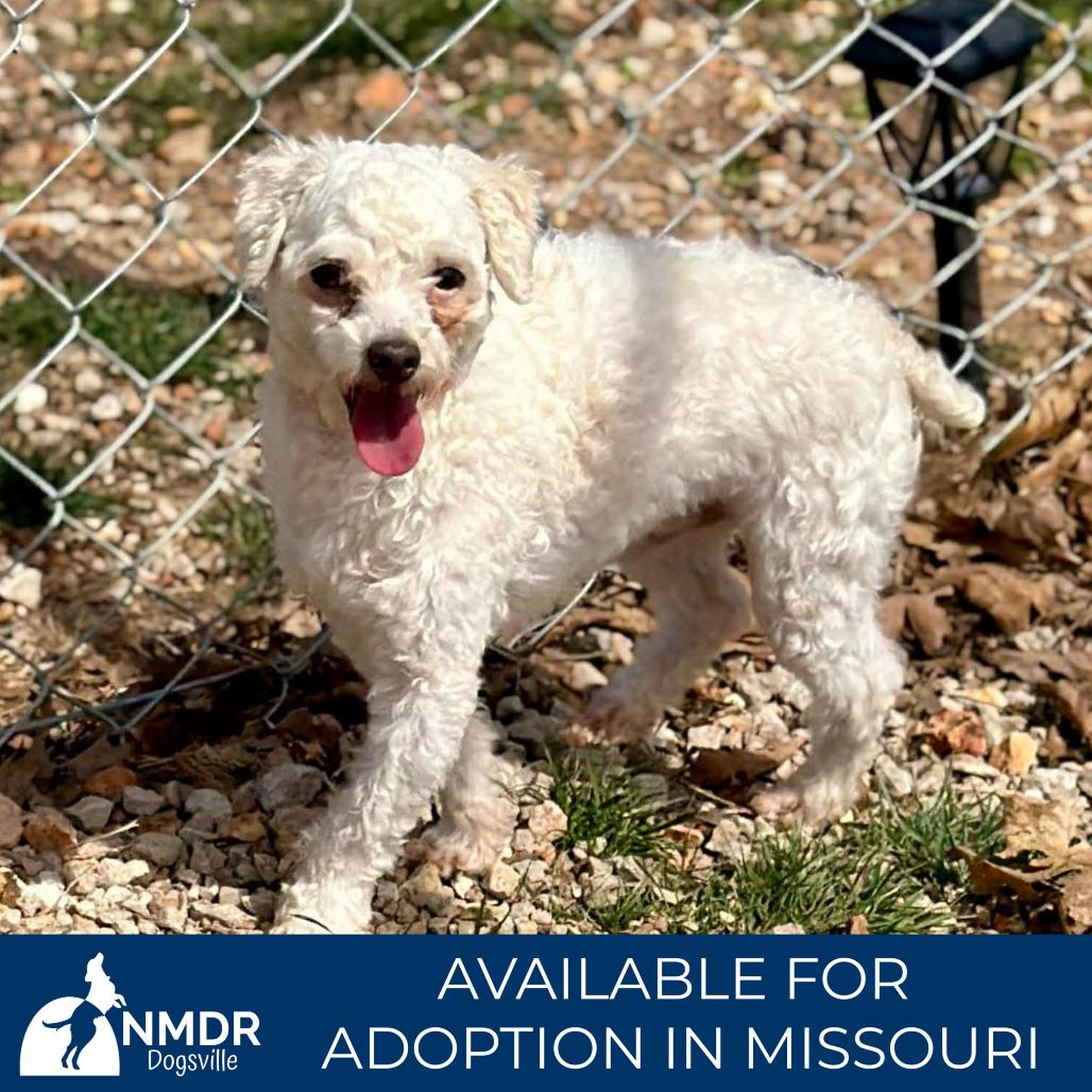 Enlarge Skipper - Missouri MR26-173, a Adoptable Poodle in Peyton, CO image 6/6