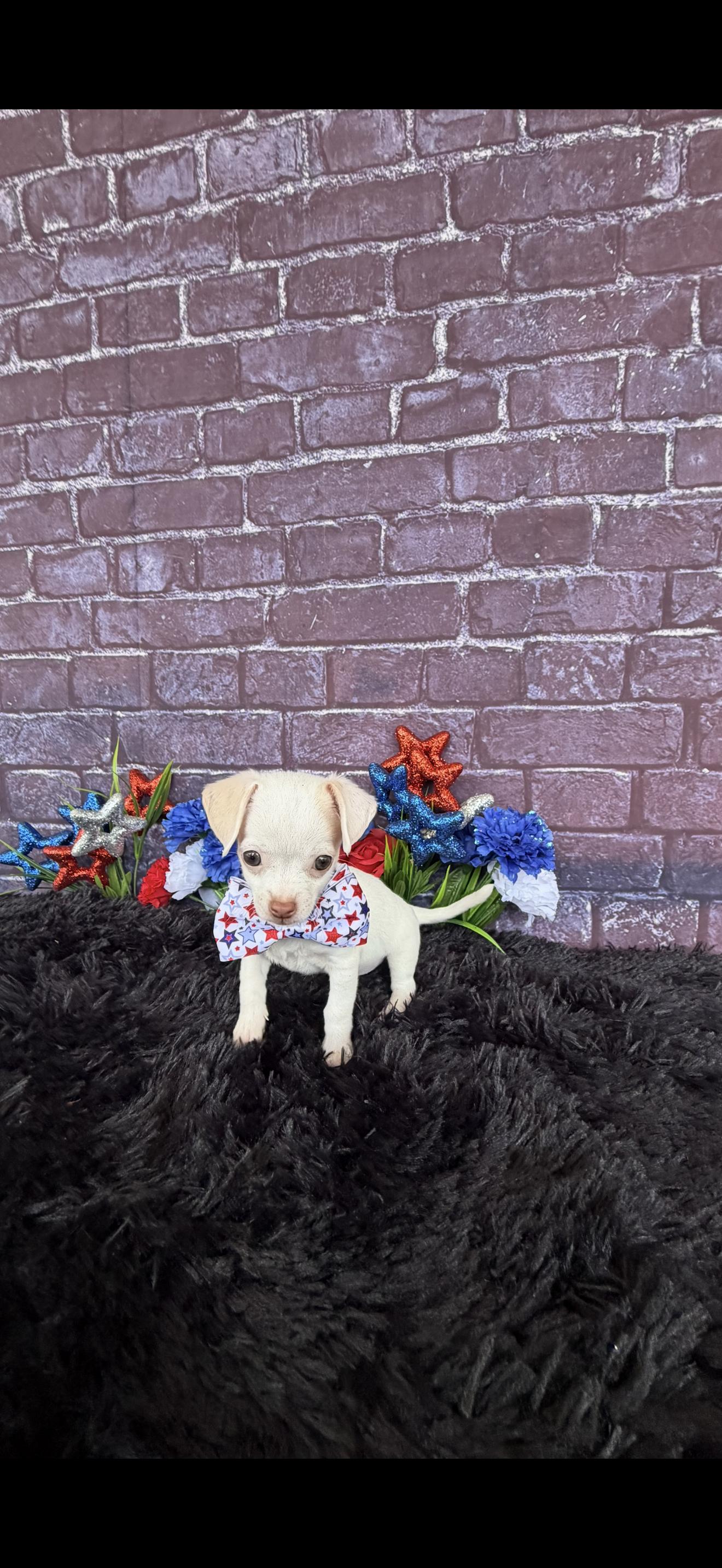 Enlarge Bamm Bamm, an adopted Chihuahua in Cottonwood, CA image 4/6