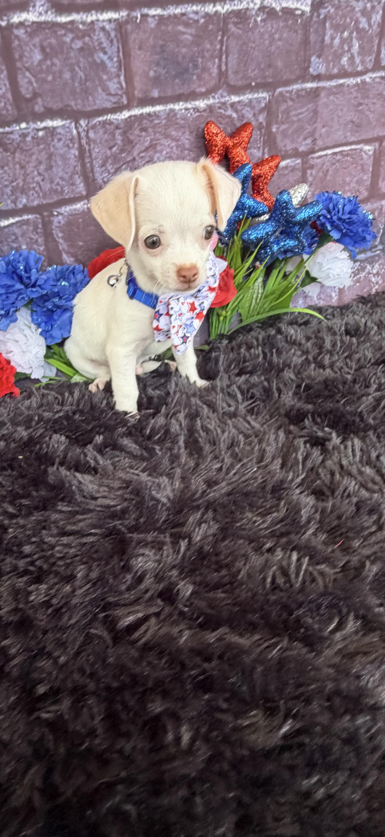 Enlarge Bamm Bamm, an adopted Chihuahua in Cottonwood, CA image 2/6
