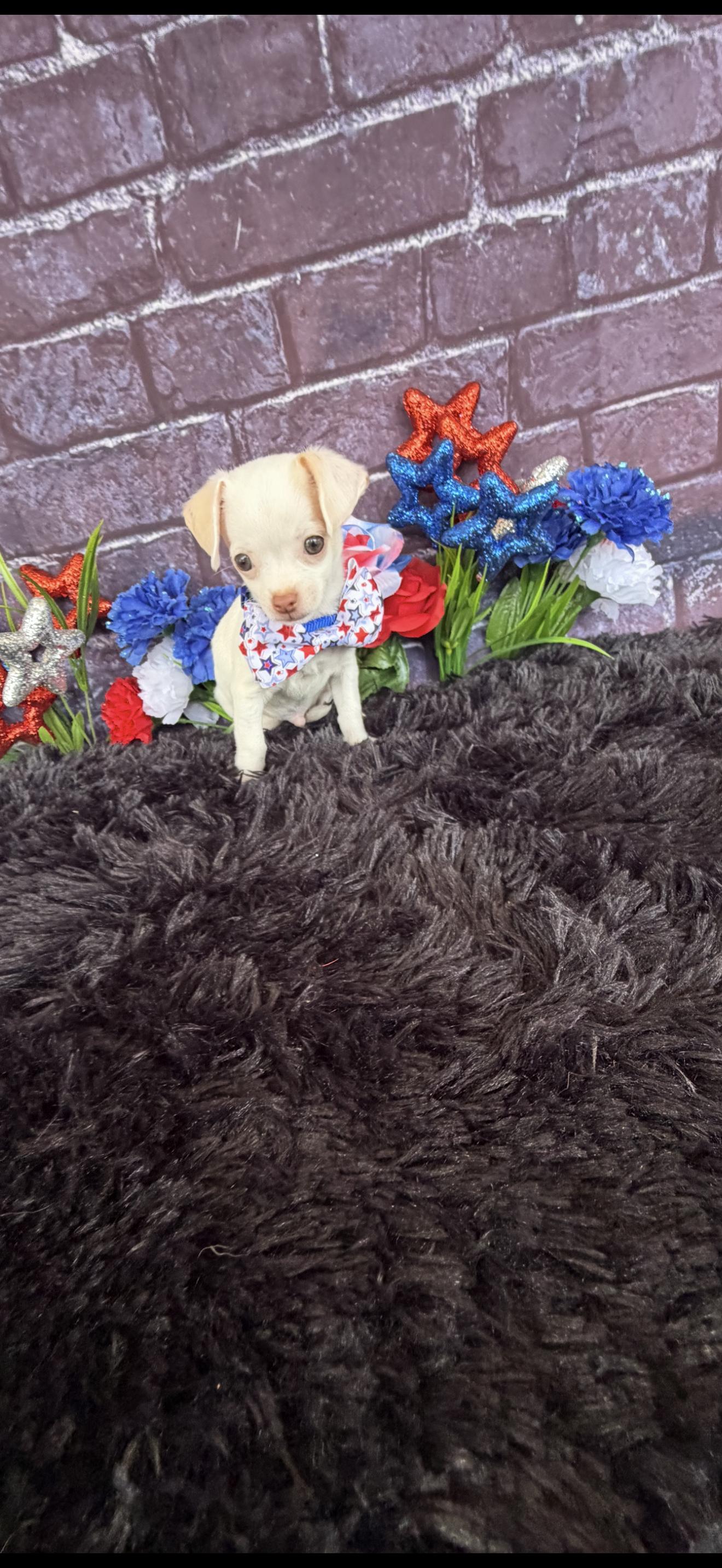 Enlarge Bamm Bamm, an adopted Chihuahua in Cottonwood, CA image 5/6