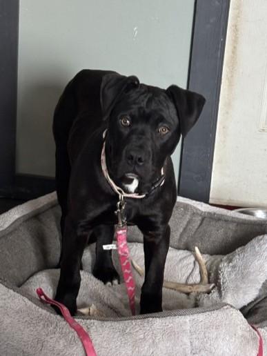 Enlarge Jasmyn, an adopted mixed breed in Attica, MI image 1/2