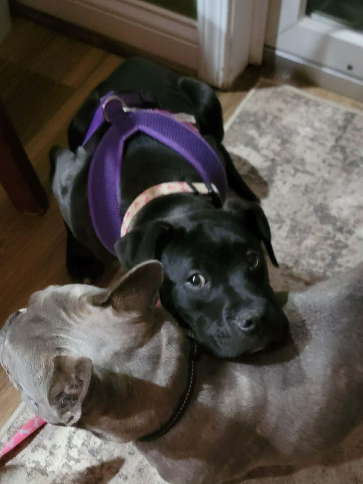 Enlarge Jasmyn, an adopted mixed breed in Attica, MI image 2/2