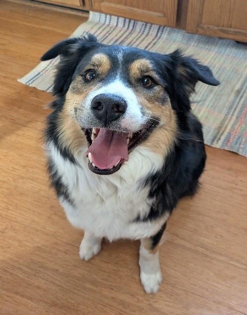 Enlarge Yogi: COURTESY LISTING, a ADOPTABLE mixed breed in Erie, CO image 2/3