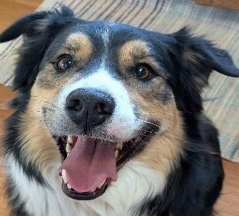 Enlarge Yogi: COURTESY LISTING, a ADOPTABLE mixed breed in Erie, CO image 1/3