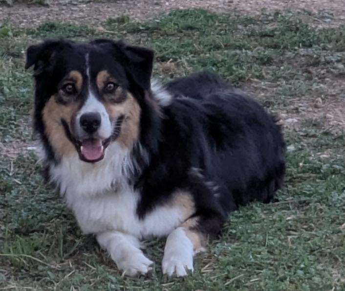 Enlarge Yogi: COURTESY LISTING, a ADOPTABLE mixed breed in Erie, CO image 3/3