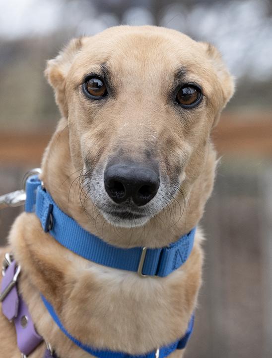 Mills, Adoptable, Adult Male Greyhound.