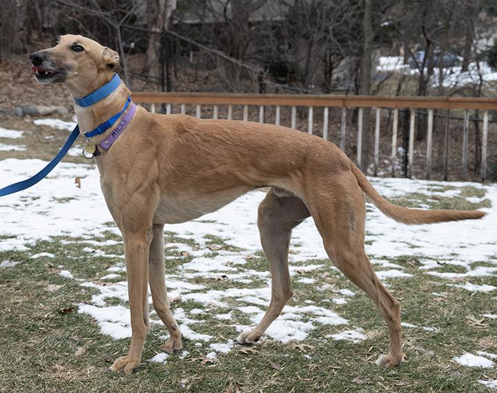 Enlarge Mills, a Adoptable Greyhound in Minneapolis, MN image 2/3