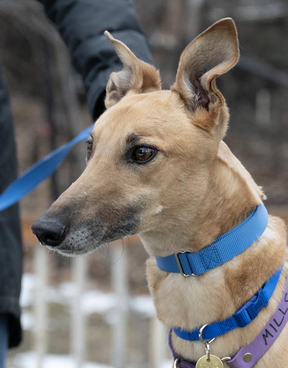 Enlarge Mills, a Adoptable Greyhound in Minneapolis, MN image 3/3