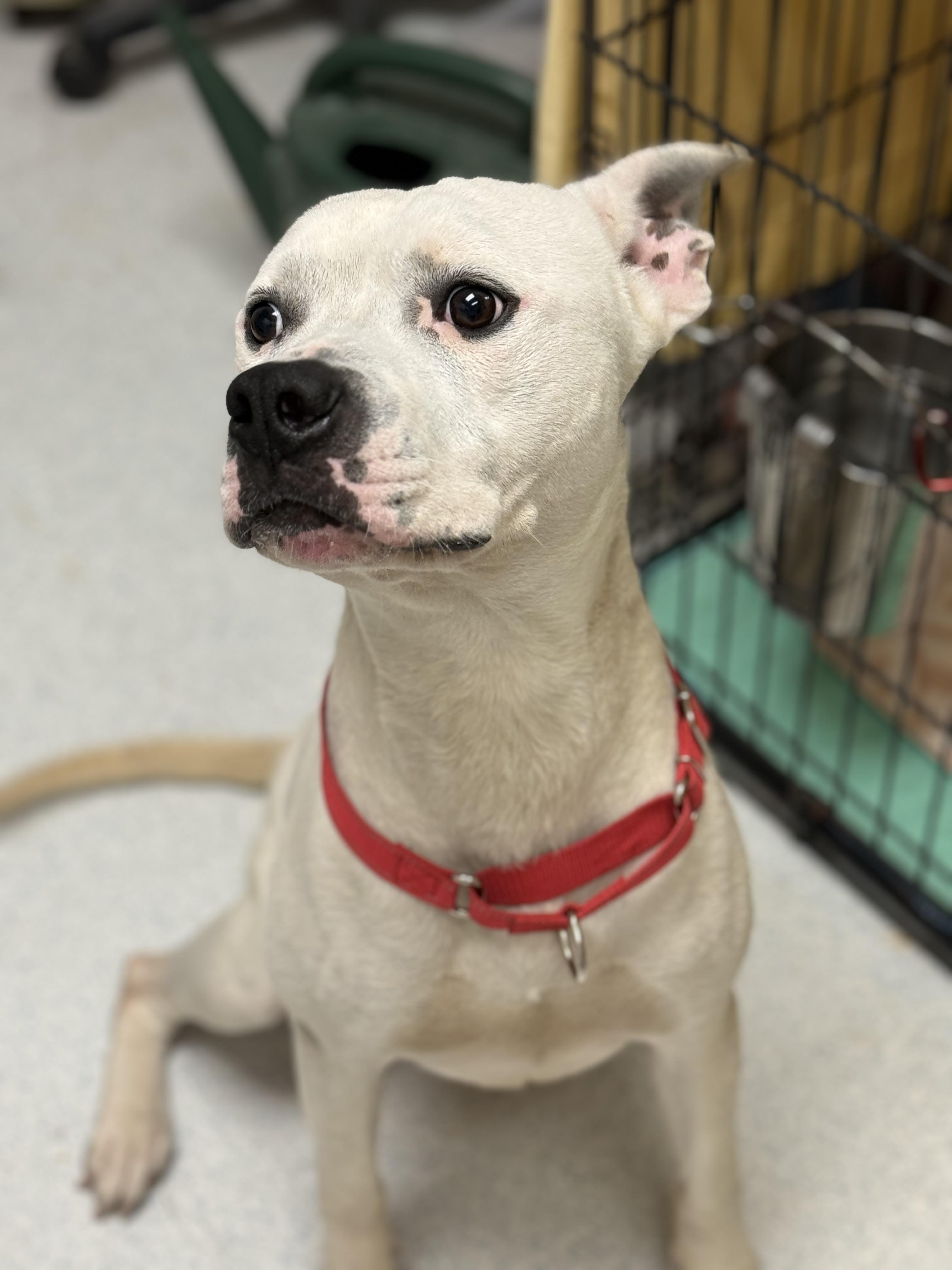 Hank, a Adoptable mixed breed in Mansfield, OH image 2/3