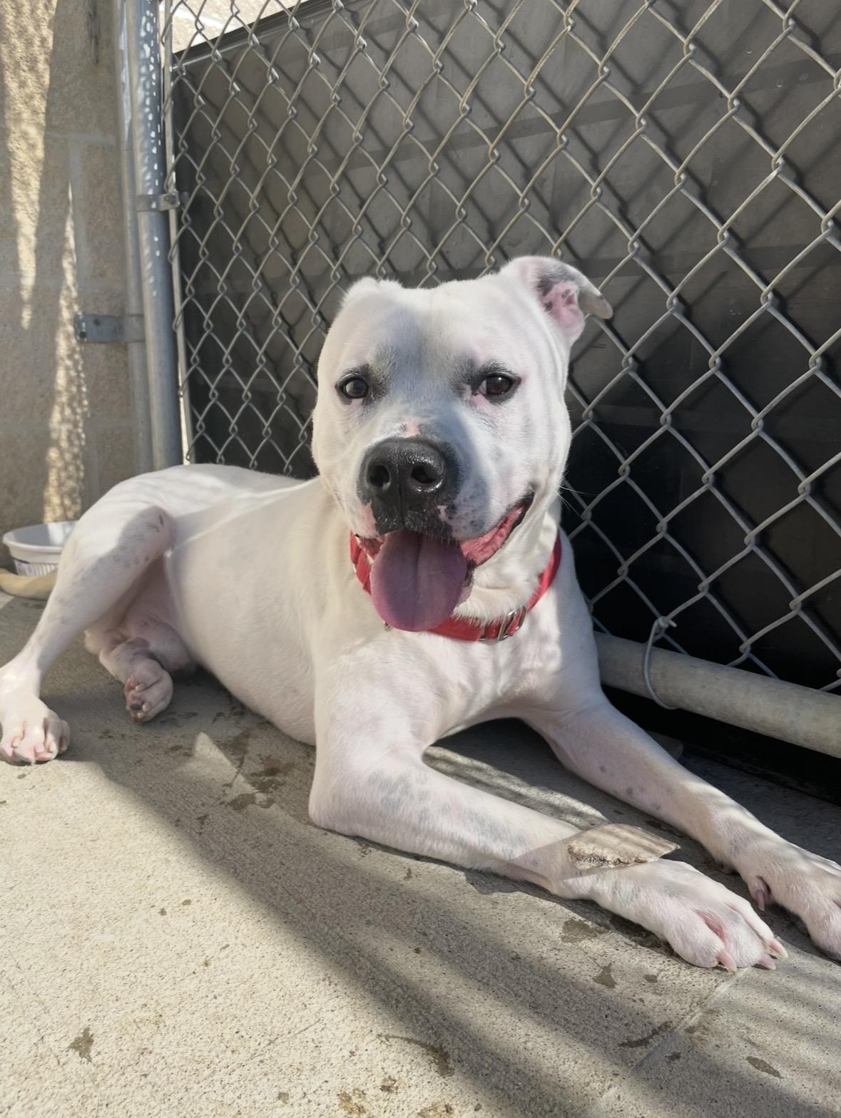 Hank, Adoptable, Adult Male American Bulldog.