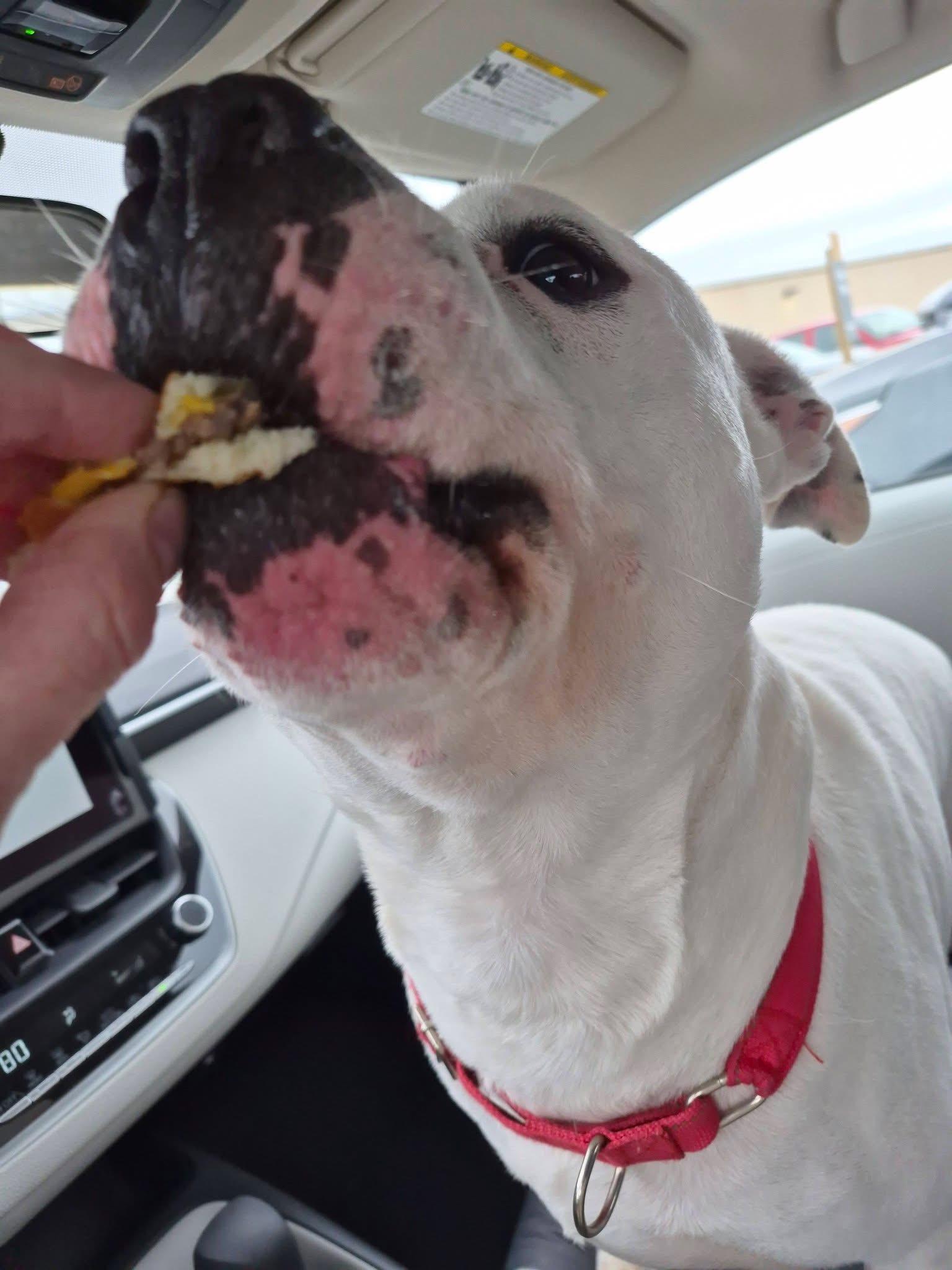 Hank, a Adoptable mixed breed in Mansfield, OH image 4/4