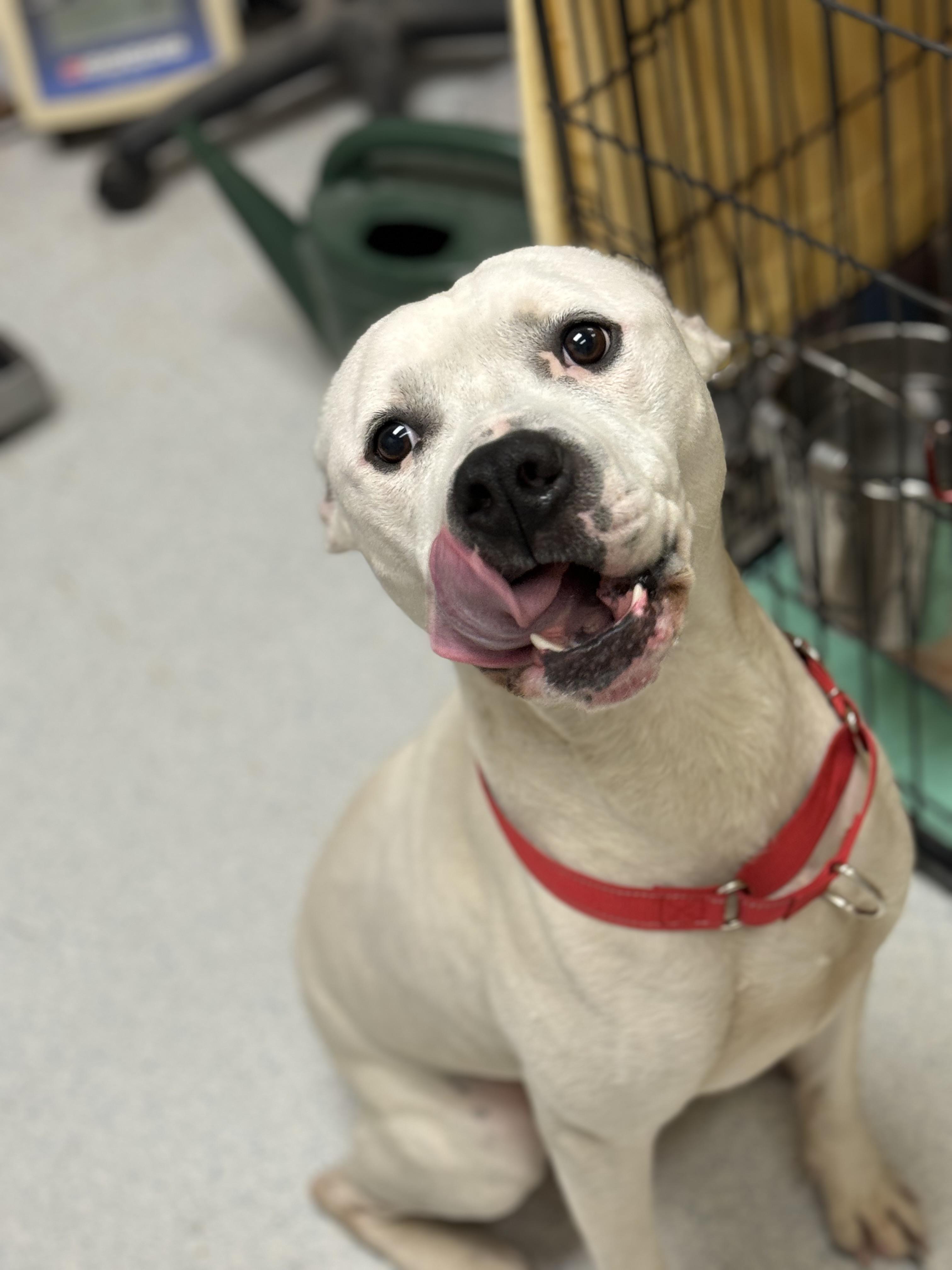 Hank, a Adoptable mixed breed in Mansfield, OH image 3/3