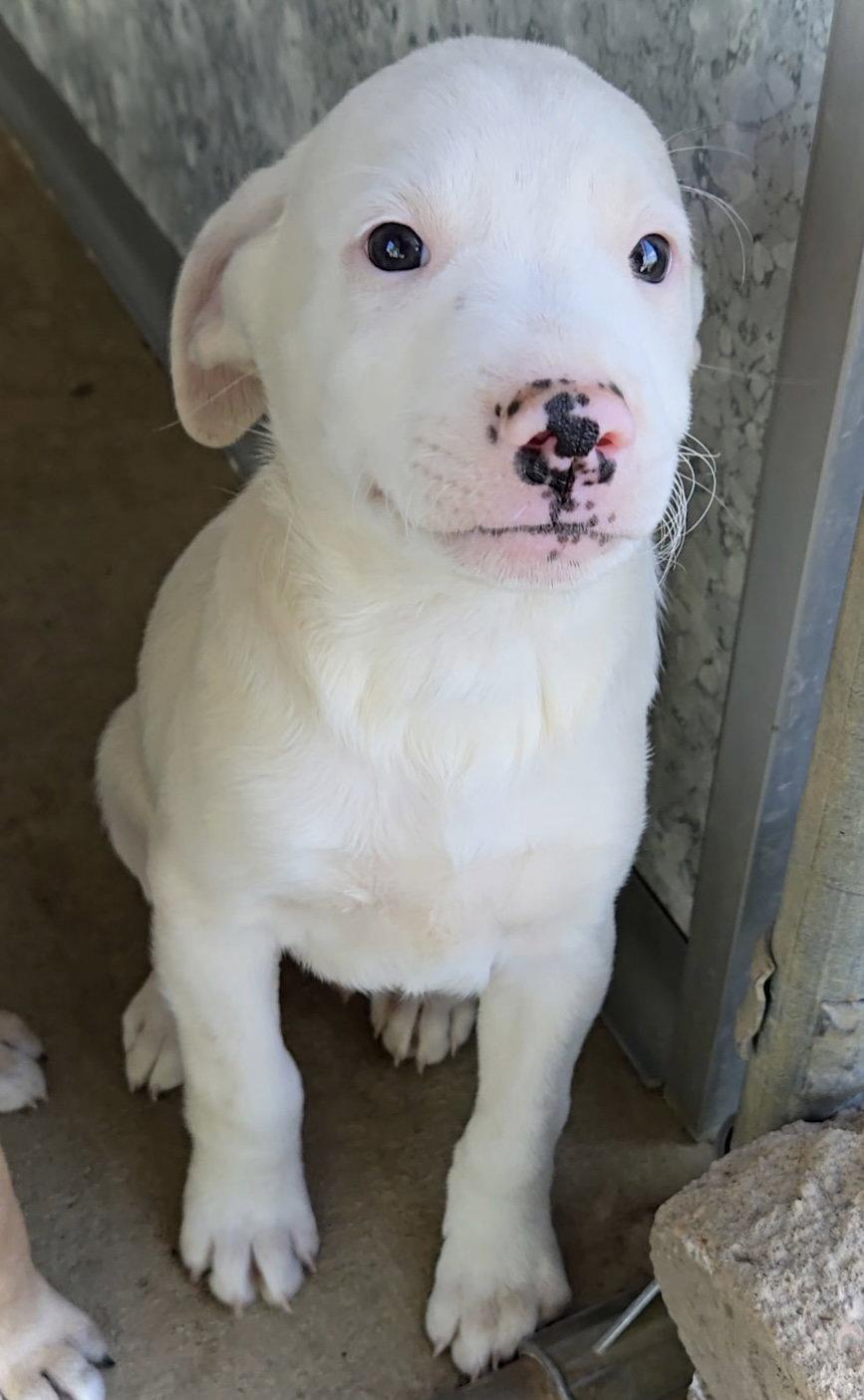 Badger, Adopted, Puppy Male Pit Bull Terrier & Australian Shepherd.