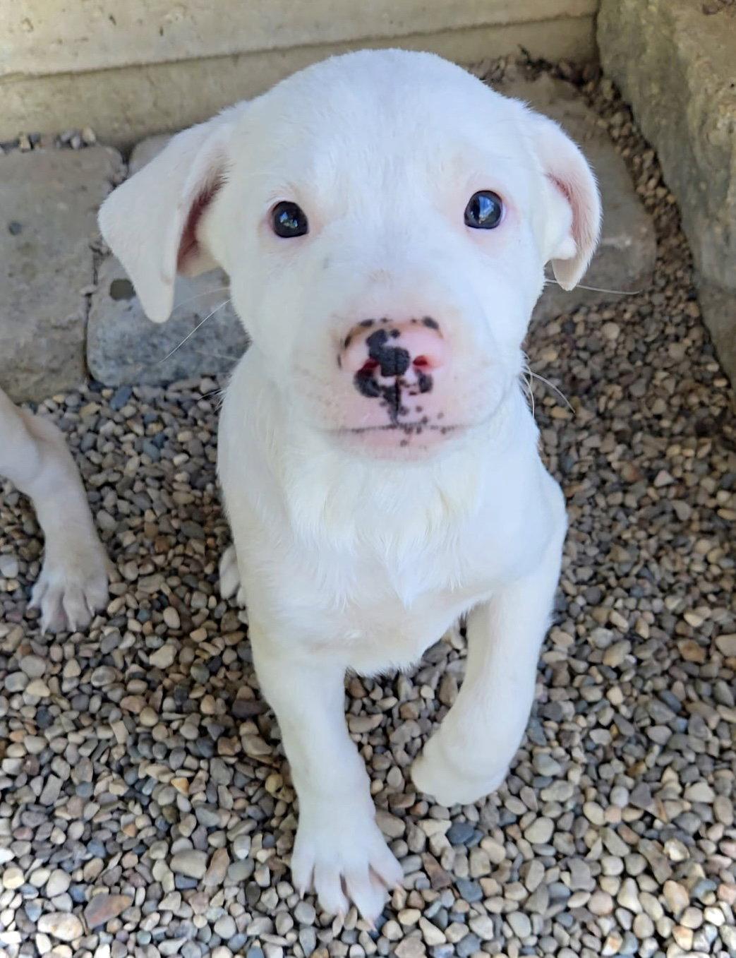 Badger, a Adopted mixed breed in Estherville, IA image 3/3