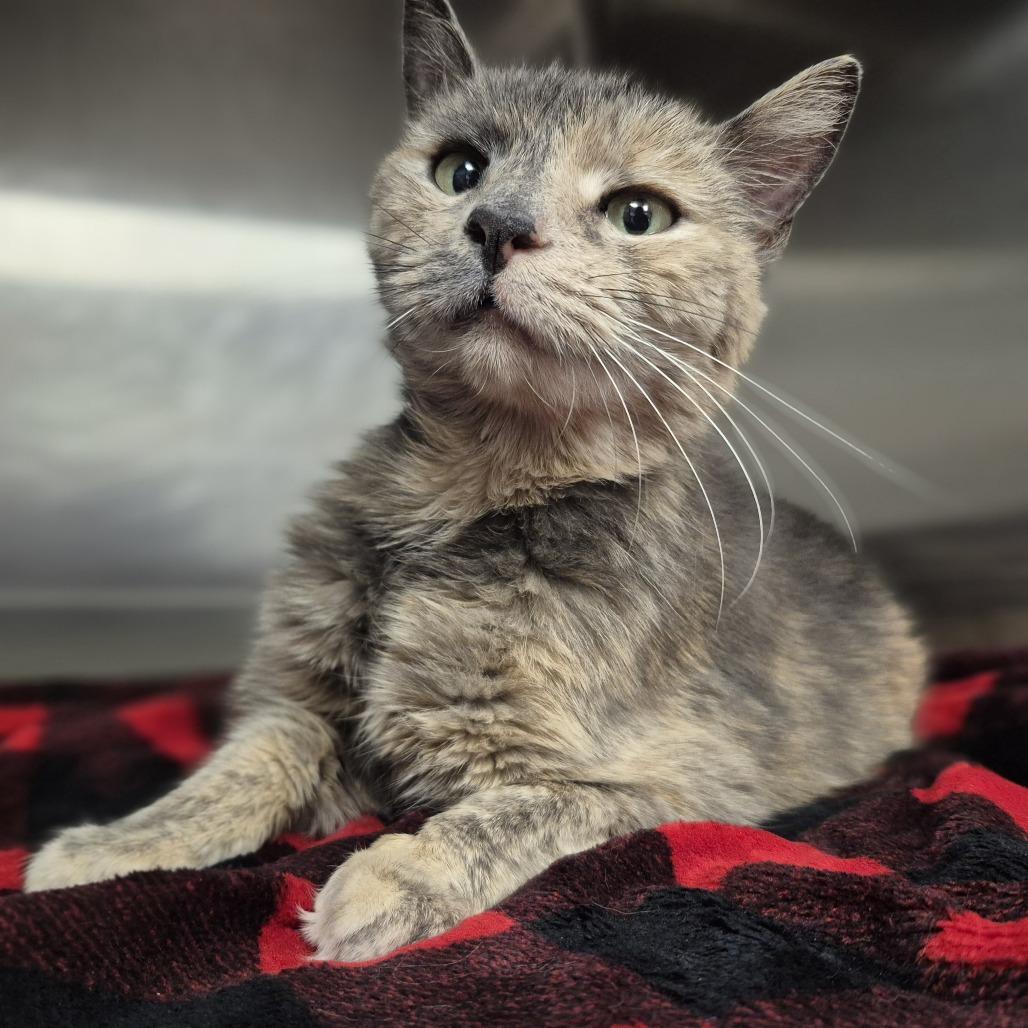 Savannah — thumbnail 2