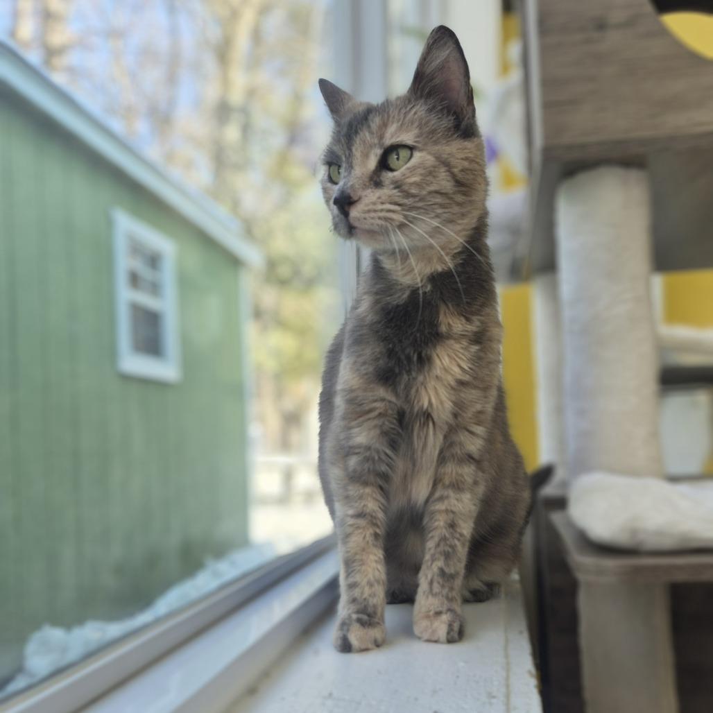 Savannah — thumbnail 3