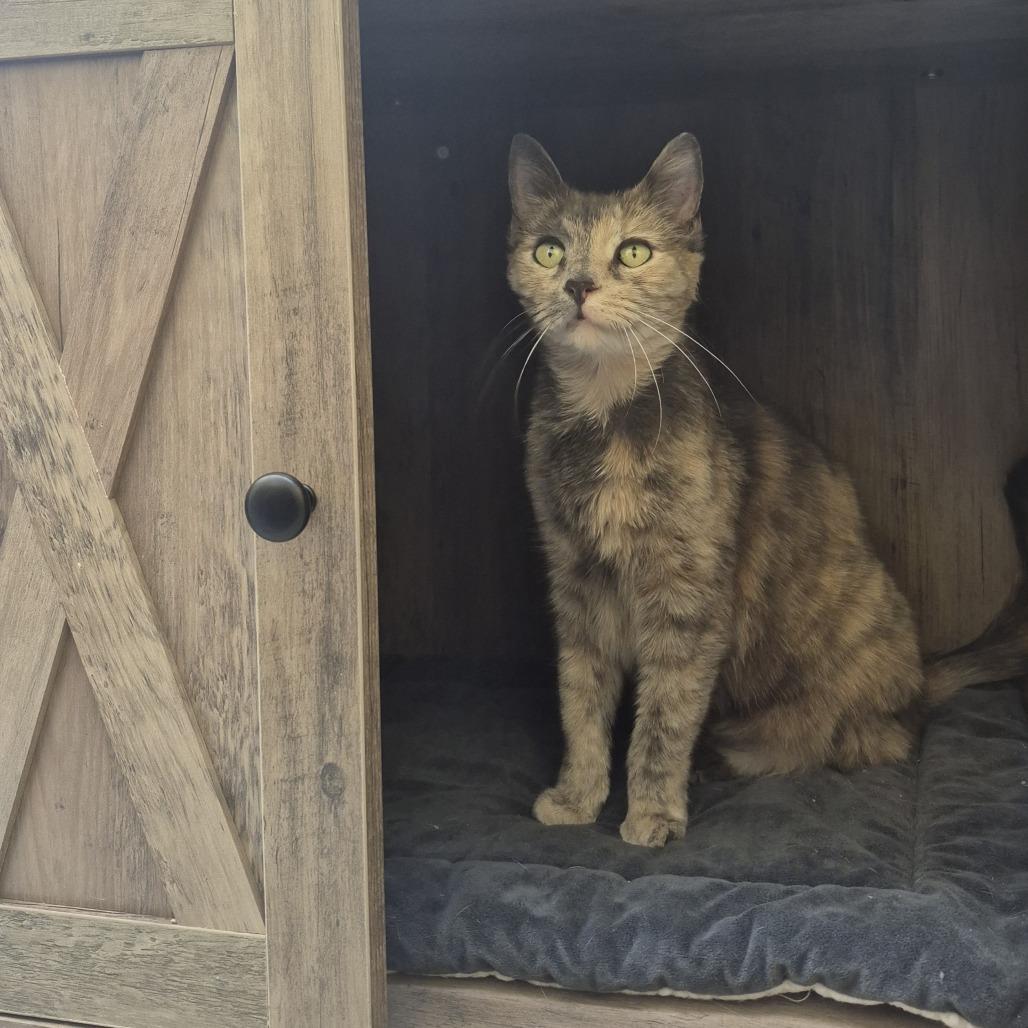 Savannah — thumbnail 4