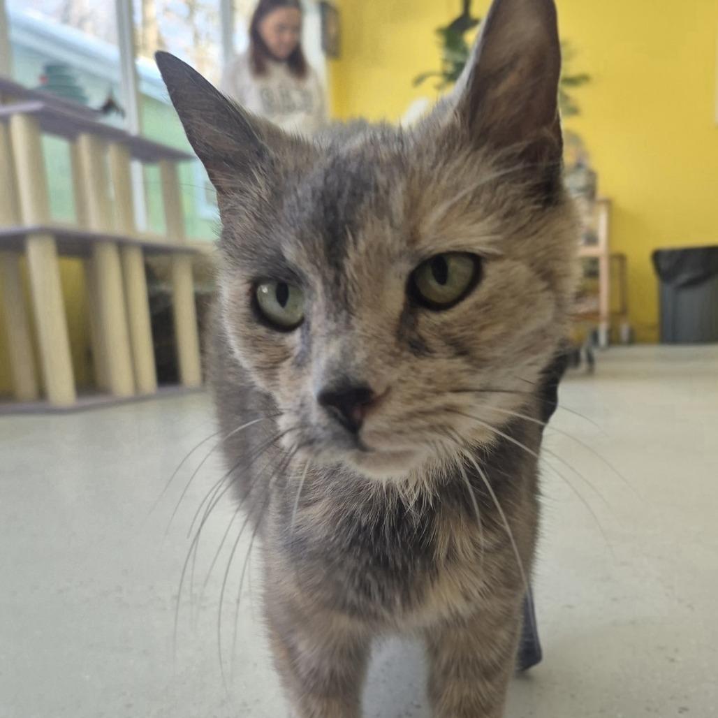 Savannah — thumbnail 5