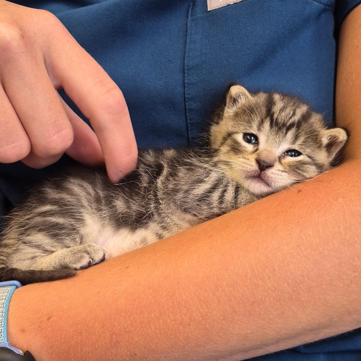 Moonshine - Available Soon, a ADOPTABLE Domestic Short Hair in Sauk City, WI image 2/6
