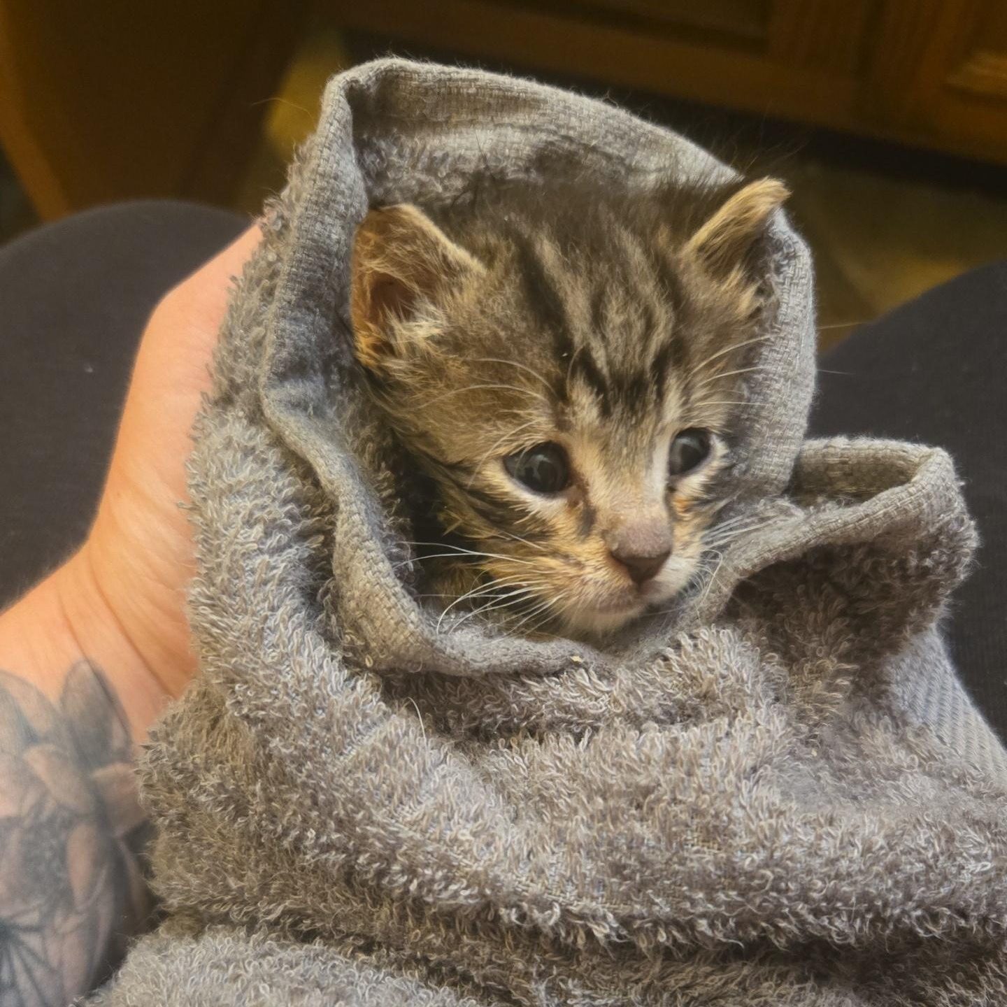Moonshine - Available Soon, a ADOPTABLE Domestic Short Hair in Sauk City, WI image 4/6