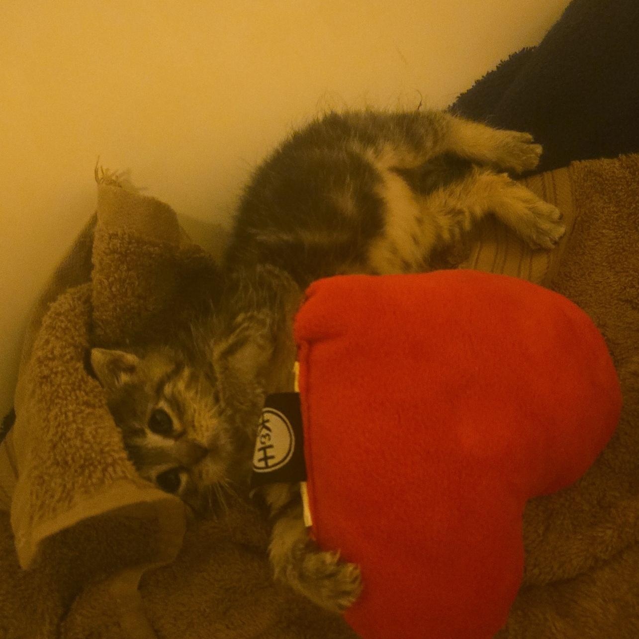 Moonshine - Available Soon, a ADOPTABLE Domestic Short Hair in Sauk City, WI image 6/6